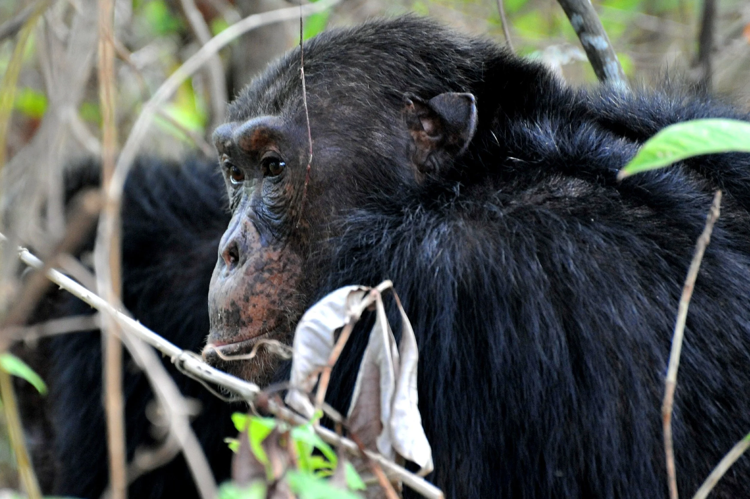 A black bear resting among trees and foliage in a forested area.