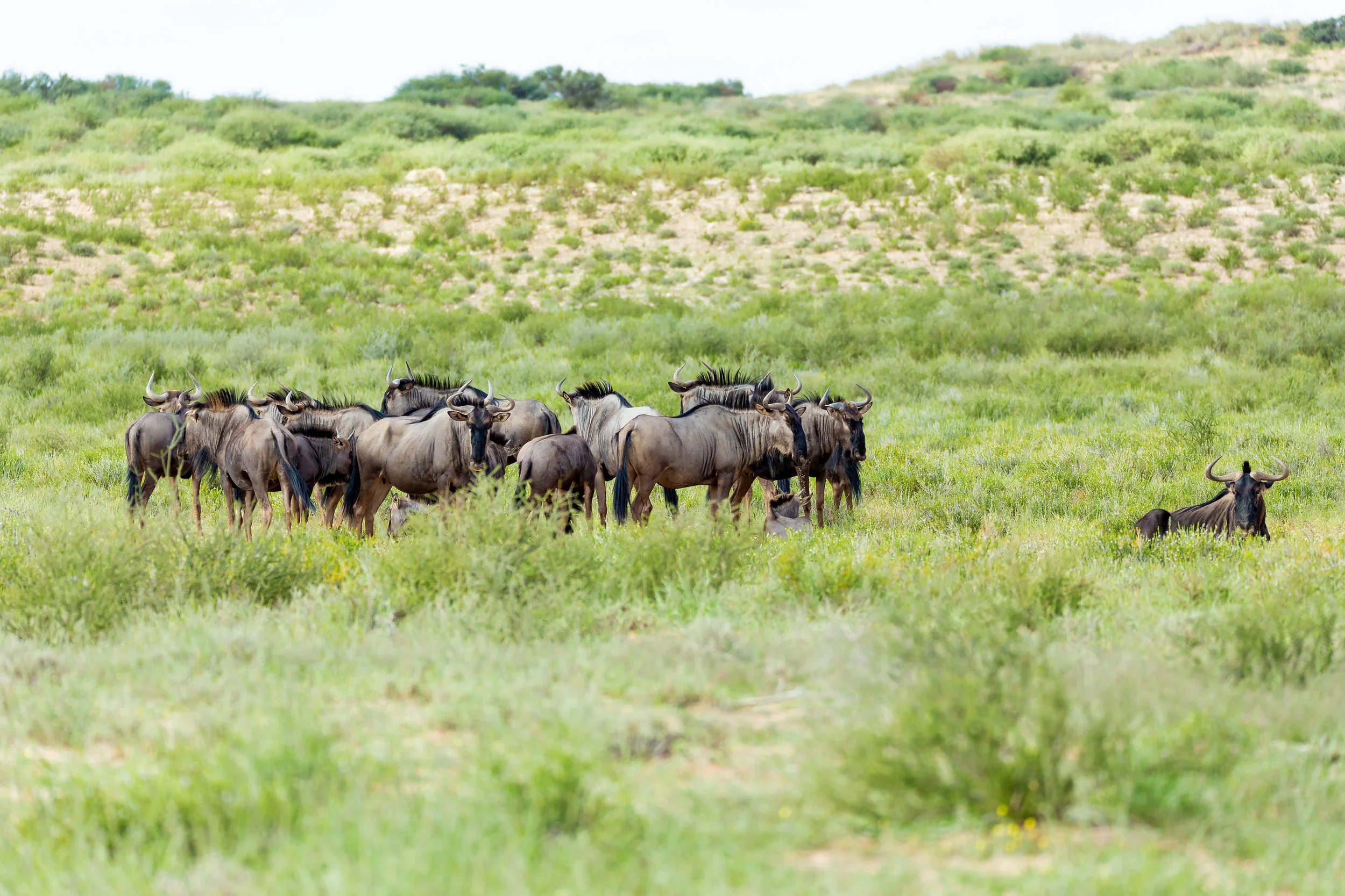 A herd of wildebeests grazing in a grassy plain with green vegetation and rolling hills in the background.