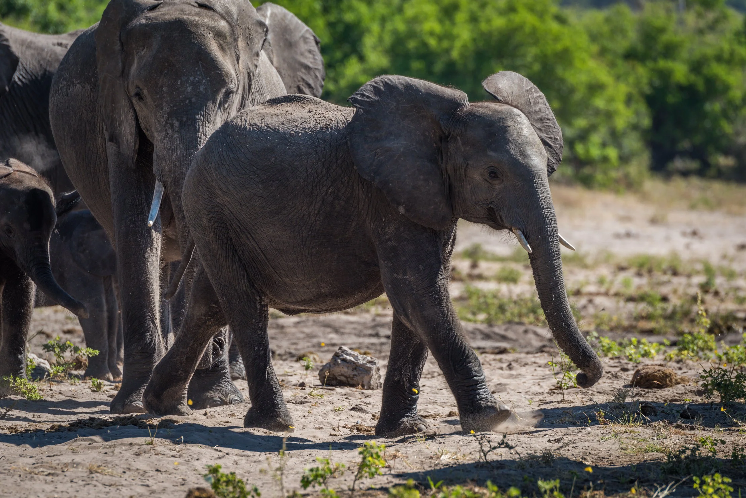 A herd of elephants walking across a sandy landscape with green trees in the background.