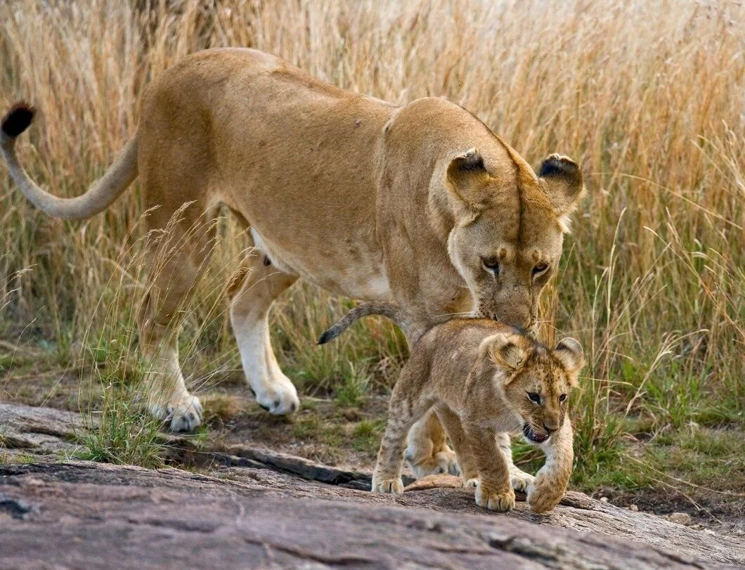 A lioness walking on a rock with a lion cub in front of her in a grassy savannah.