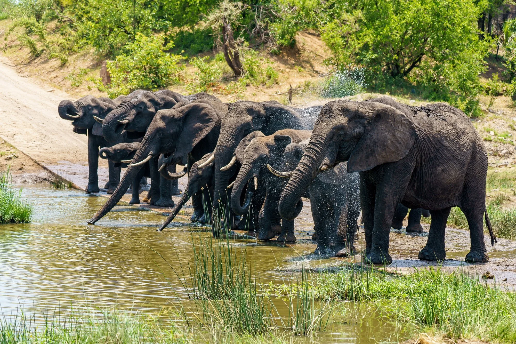 A herd of elephants crossing a river in a lush green landscape.