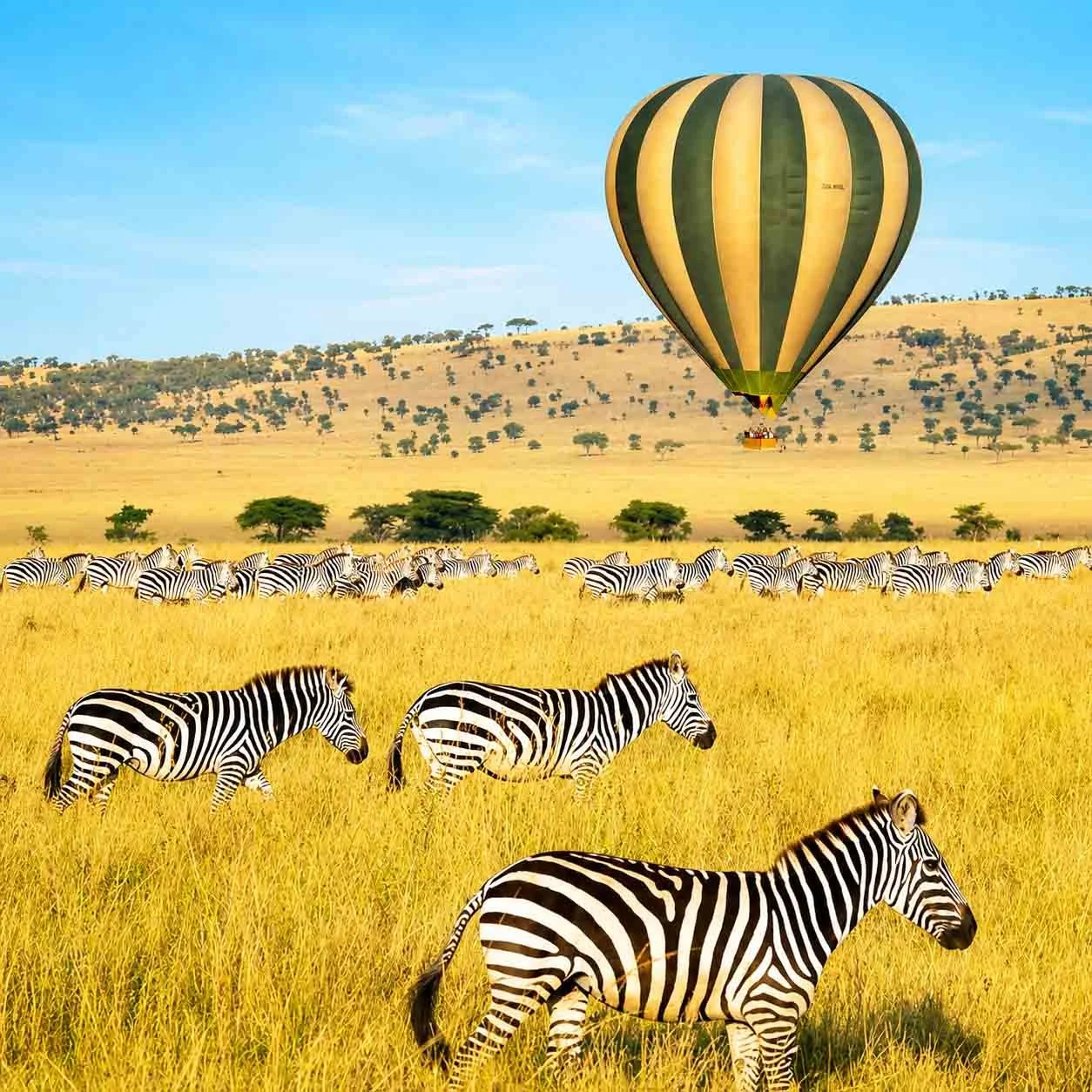 A hot air balloon flying over a savannah filled with zebras, with trees and rocky hills in the background.