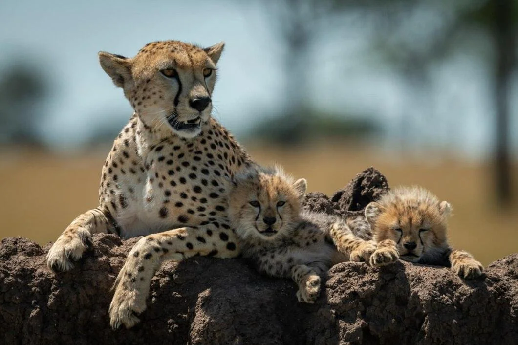 A cheetah with two cheetah cubs resting on a rock, outdoors with blurred background.