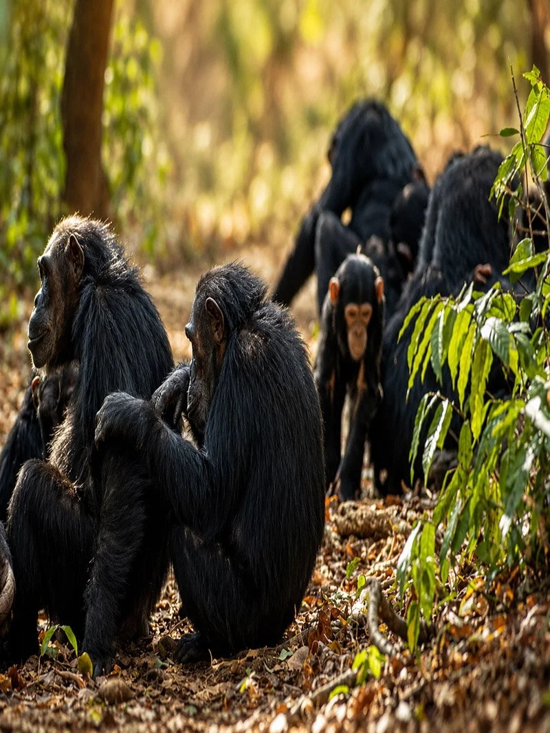 Group of mountain gorillas in a forest setting, some sitting among leaves and branches.
