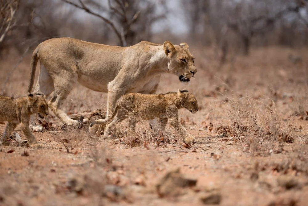 A lioness walking on dry grass with three lion cubs.