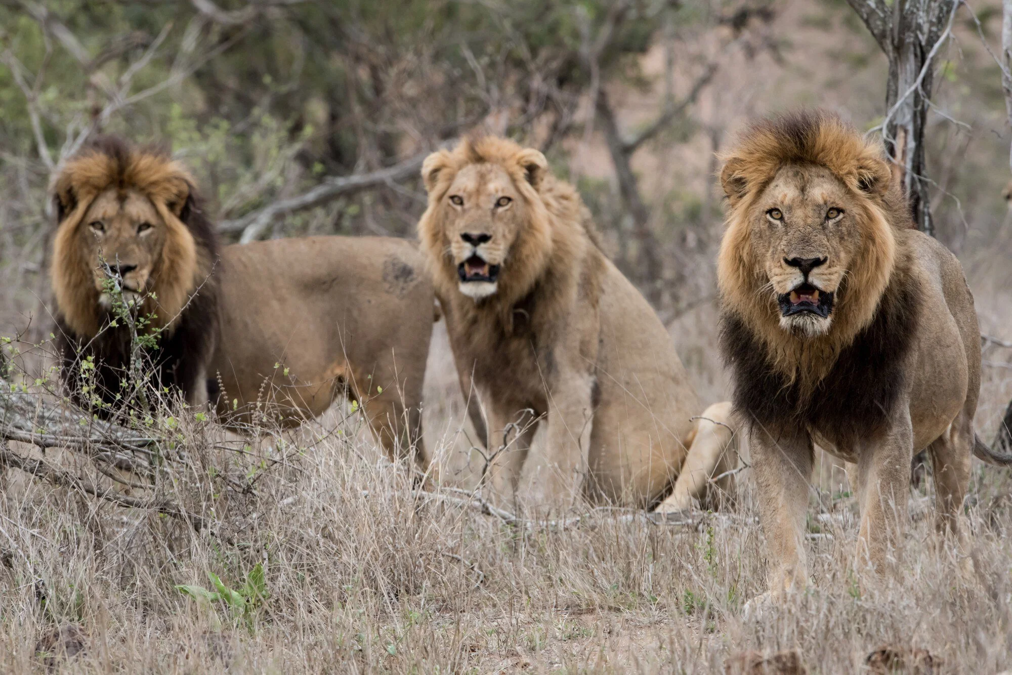 Three male lions walking through dry grass in a wooded area.