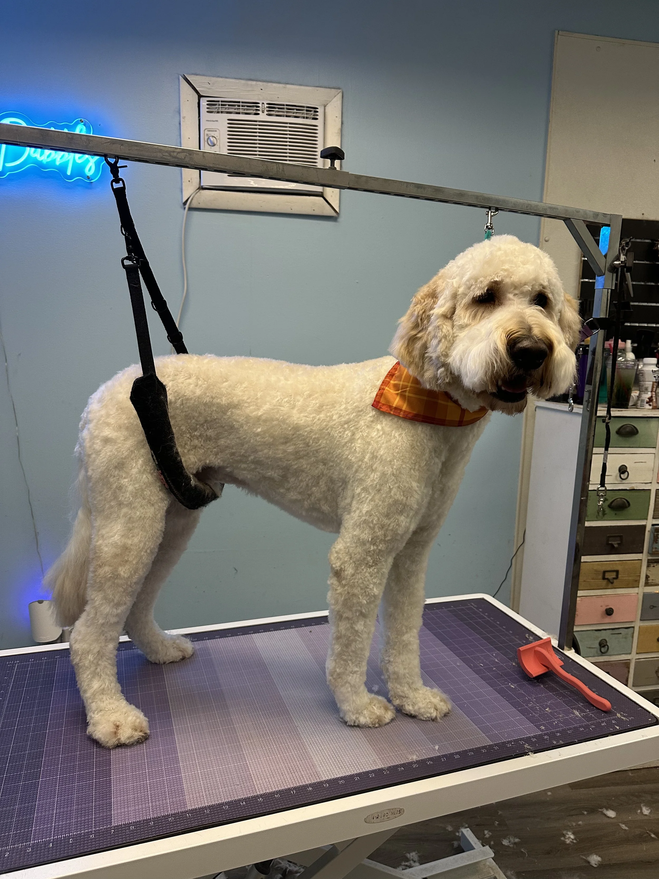 A dog standing on a grooming table at a pet grooming salon, with a grooming harness attached to keep it in place, and a ginger checkered bandana around its neck.