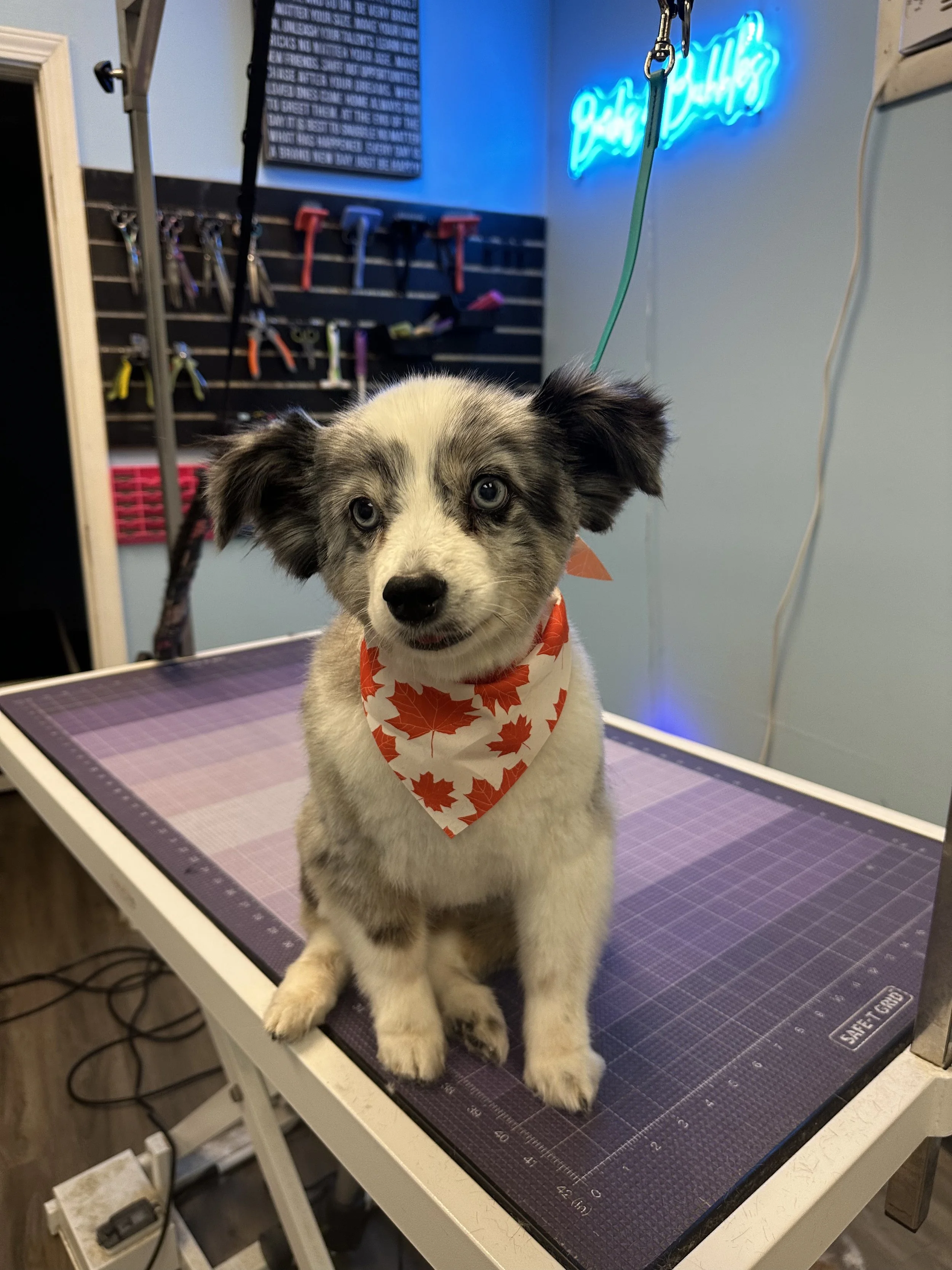 A puppy with blue eyes and black and white fur sitting on a grooming table, wearing a bandana with red maple leaves, in a pet grooming salon.