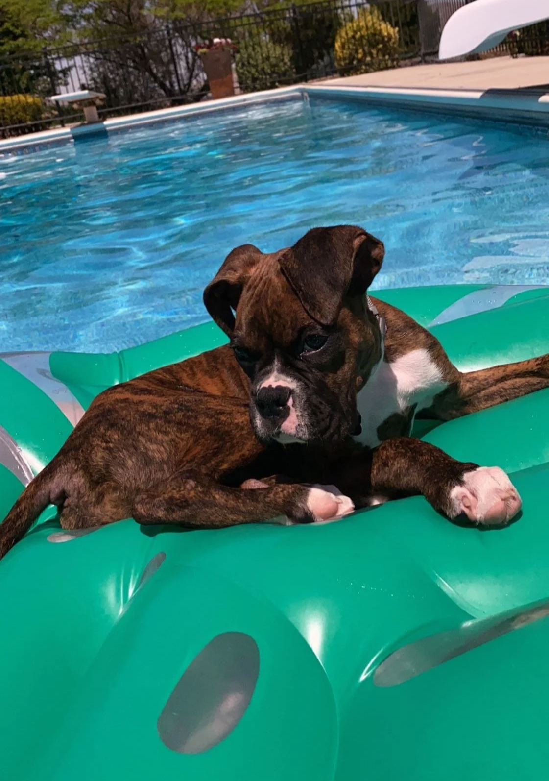 A brindle and white puppy laying on a green float in a backyard swimming pool, with the pool edge, a slide, and trees visible in the background.