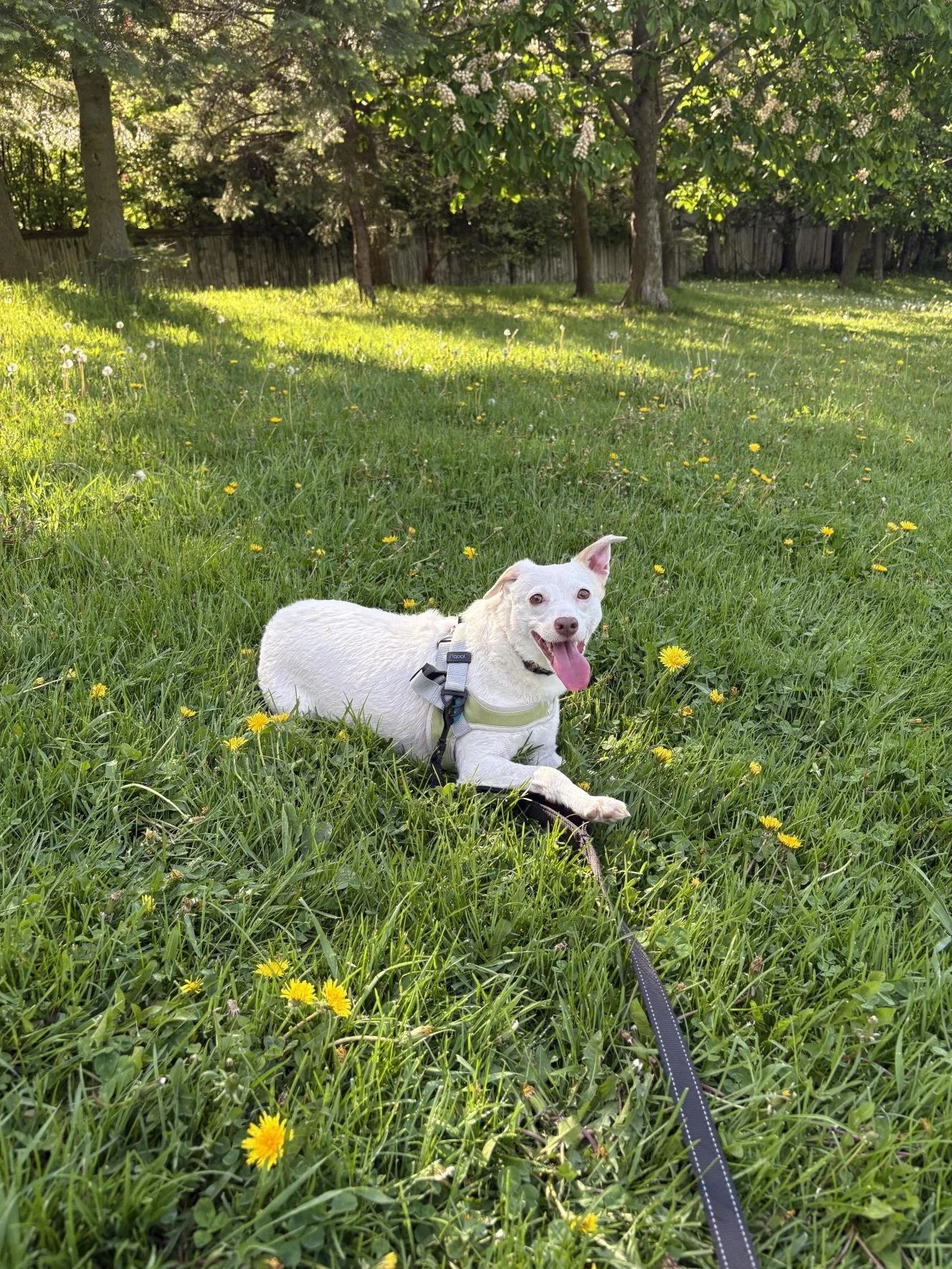 A white dog with a harness lying on a grassy field dotted with yellow flowers, with trees and a wooden fence in the background on a sunny day.