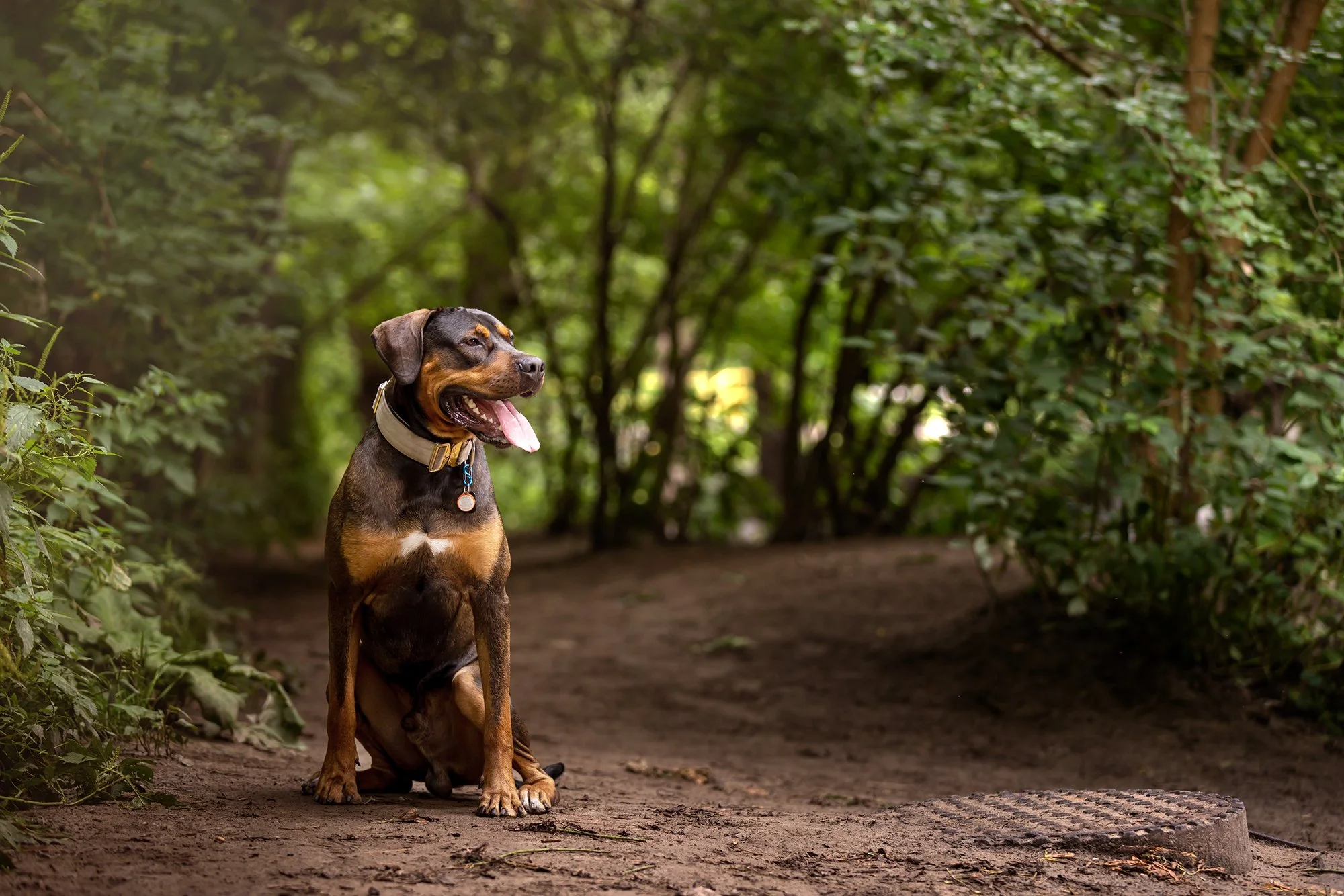 Joint &amp; Mobility Checklist for Dog Owners