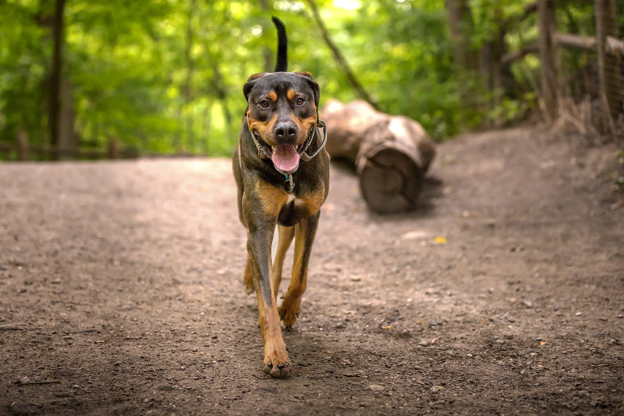 Is Your Dog Really “Just Getting Old”… or is their Body trying to tell you something?