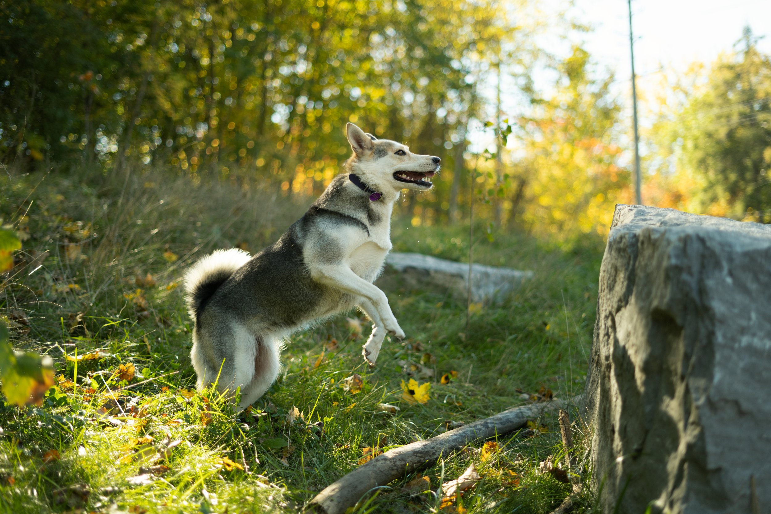 The 10 Dog Breeds Most Predisposed to Osteoarthritis and Mobility Issues