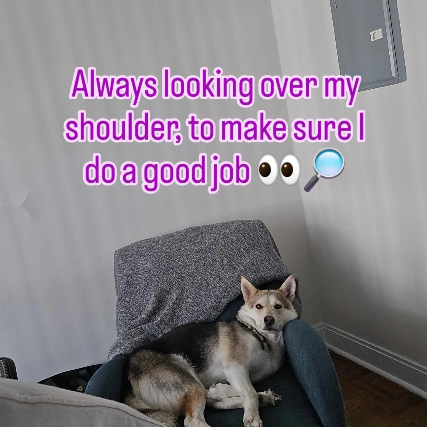 Early signs matter. Joint issues in dogs start quietly... slower mornings, shorter walks, tiny changes in how they move. Catching those signals early protects their mobility, comfort, and confidence for years to come.

Your dog&rsquo;s happiest place