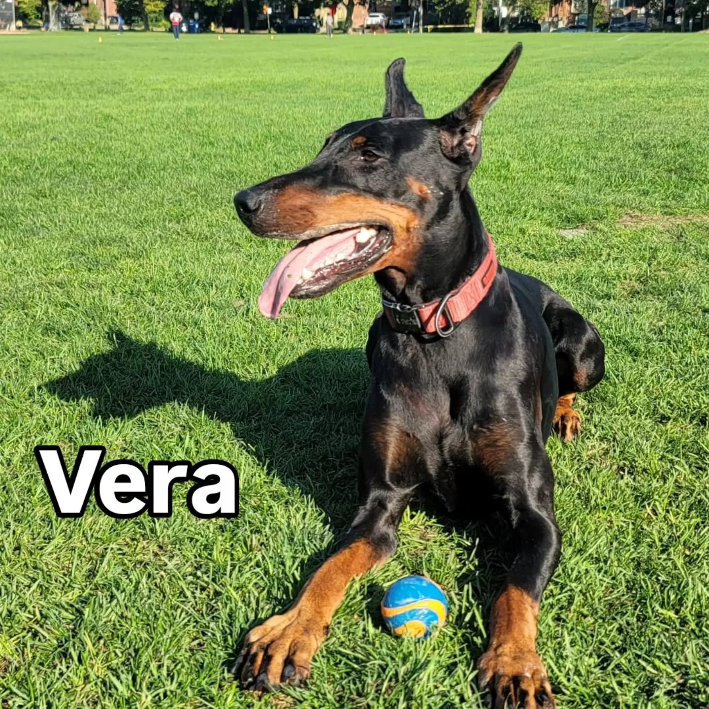 Eight dogs. Eight stories of movement restored. ONE Stride Pet has helped them walk easier, play longer, and move with the confidence they deserve!

Thank you to our early community for trusting us with your dog&rsquo;s mobility journey. We&rsquo;re 