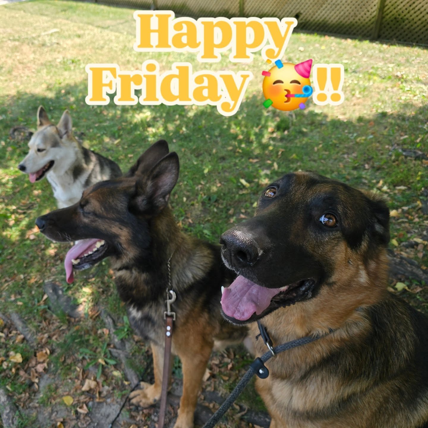 Happy Friday everyone!!

Big news coming next week!!

#onestridepet #torontodoglovers #launchingsoon🚀 #dogsofinstagram #staycool