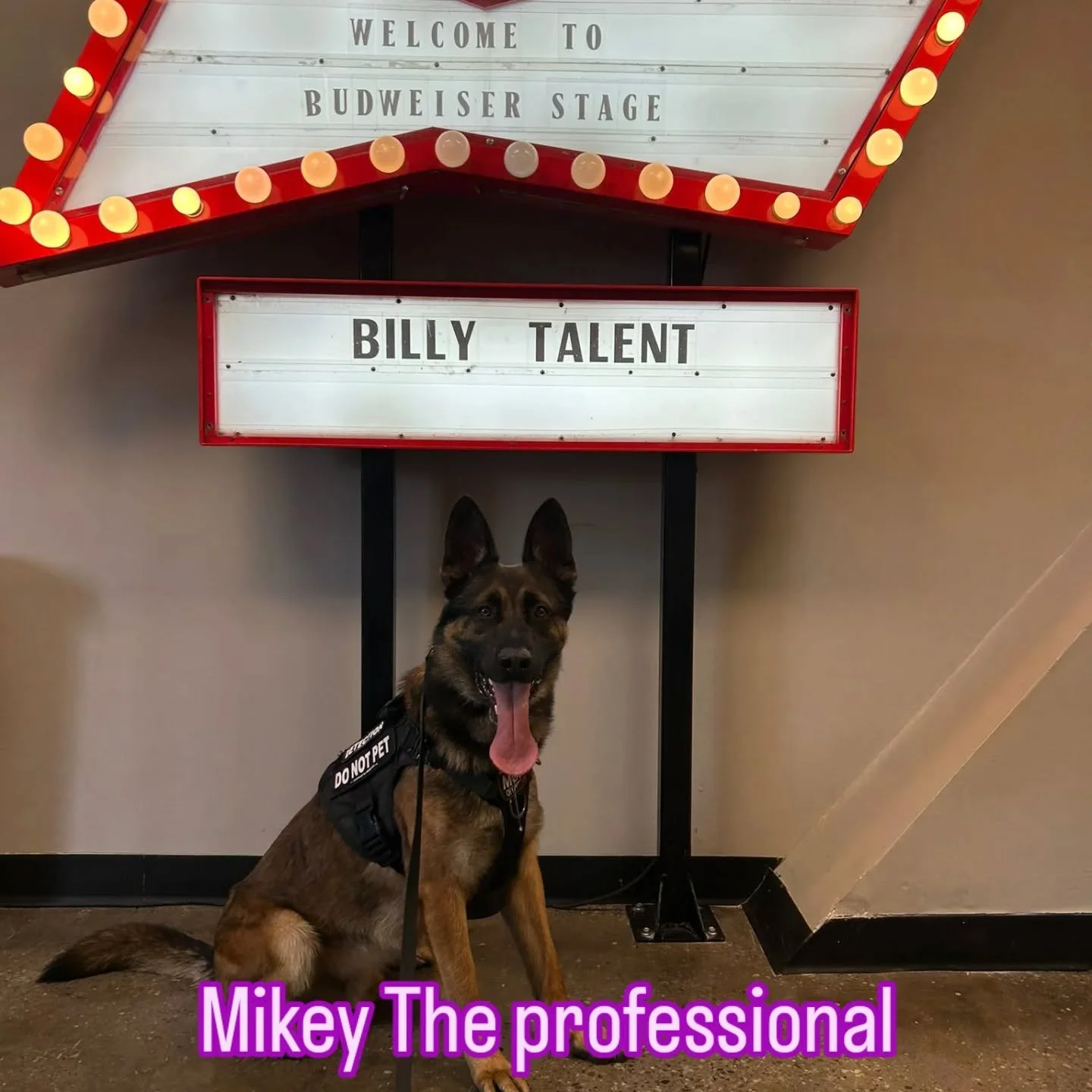 Mikey&rsquo;s veterinarian diagnosed him with Osteoarthritis in his elbows, which is both genetic and a change that reflected years of demanding, high‑impact work. It was the sign that he&rsquo;d earned a gentler pace, leading to his well‑deserved re