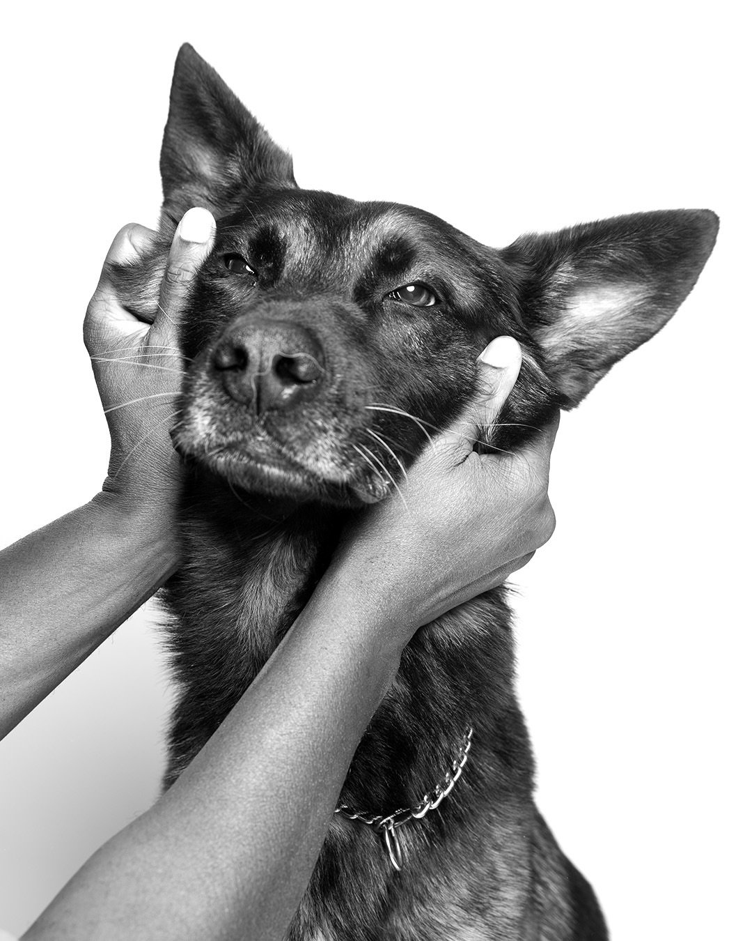 Some of our favourite outtakes with these goofballs 🐶 &hellip; Stay tuned! 👀

#dogsofinstagram #lifewithdogs #dogwellness #healthydogs