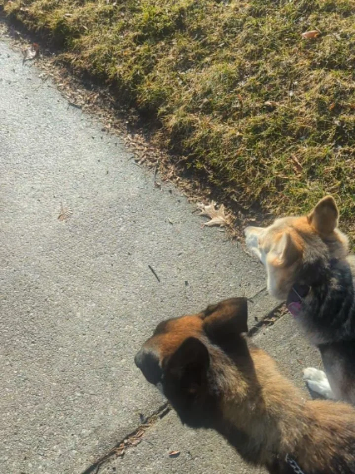 Early morning walks and play time are a must!! We love to see them happy and to achieve that having a balanced routine is important. Walk, play, eat, rest, repeat!!

#DogMobility #petlovers #DogSupplements  #dogtraining