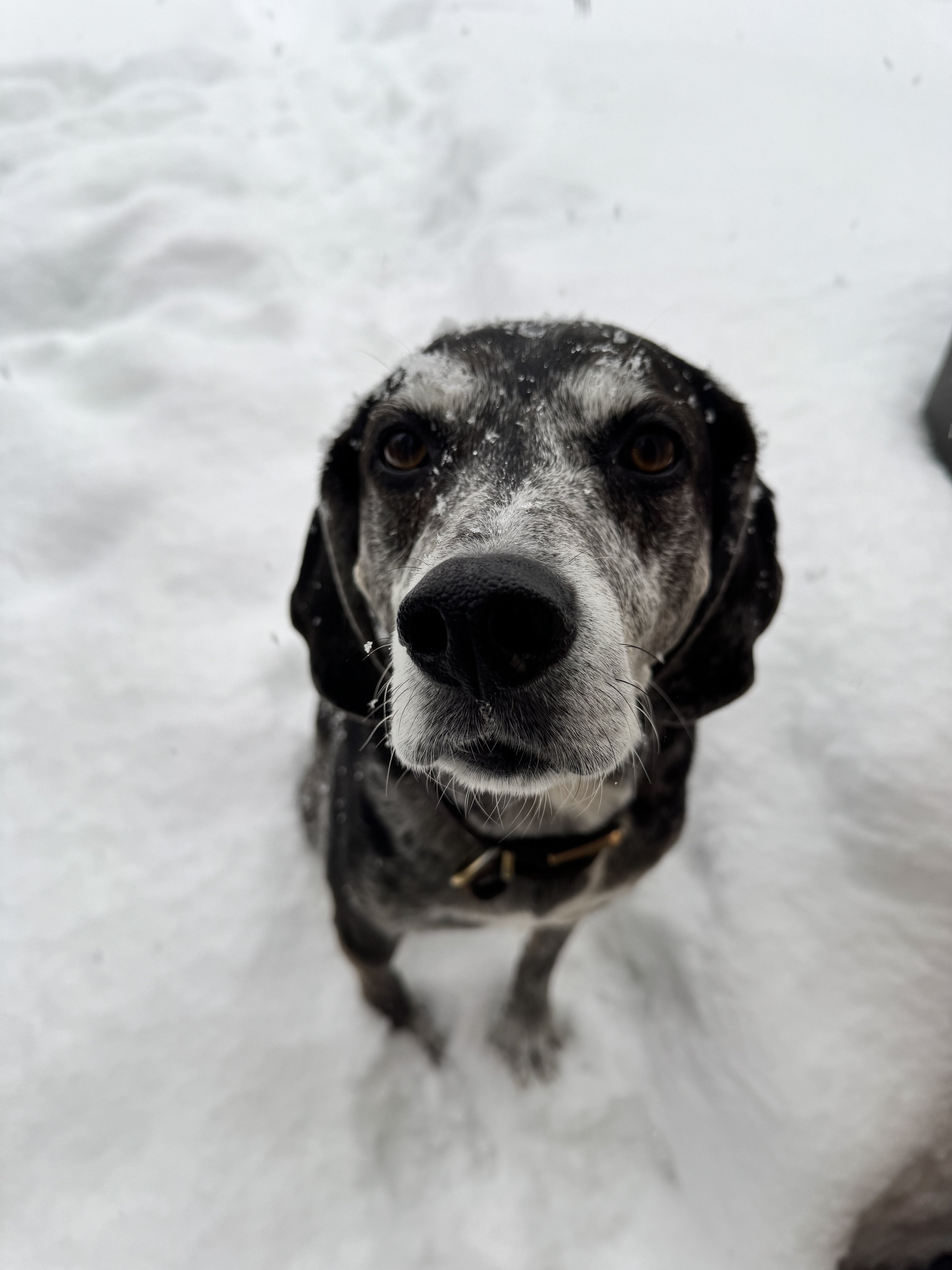 Close-up of a black and white dog with a speckled face, brown eyes, and an alert expression standing on snow.