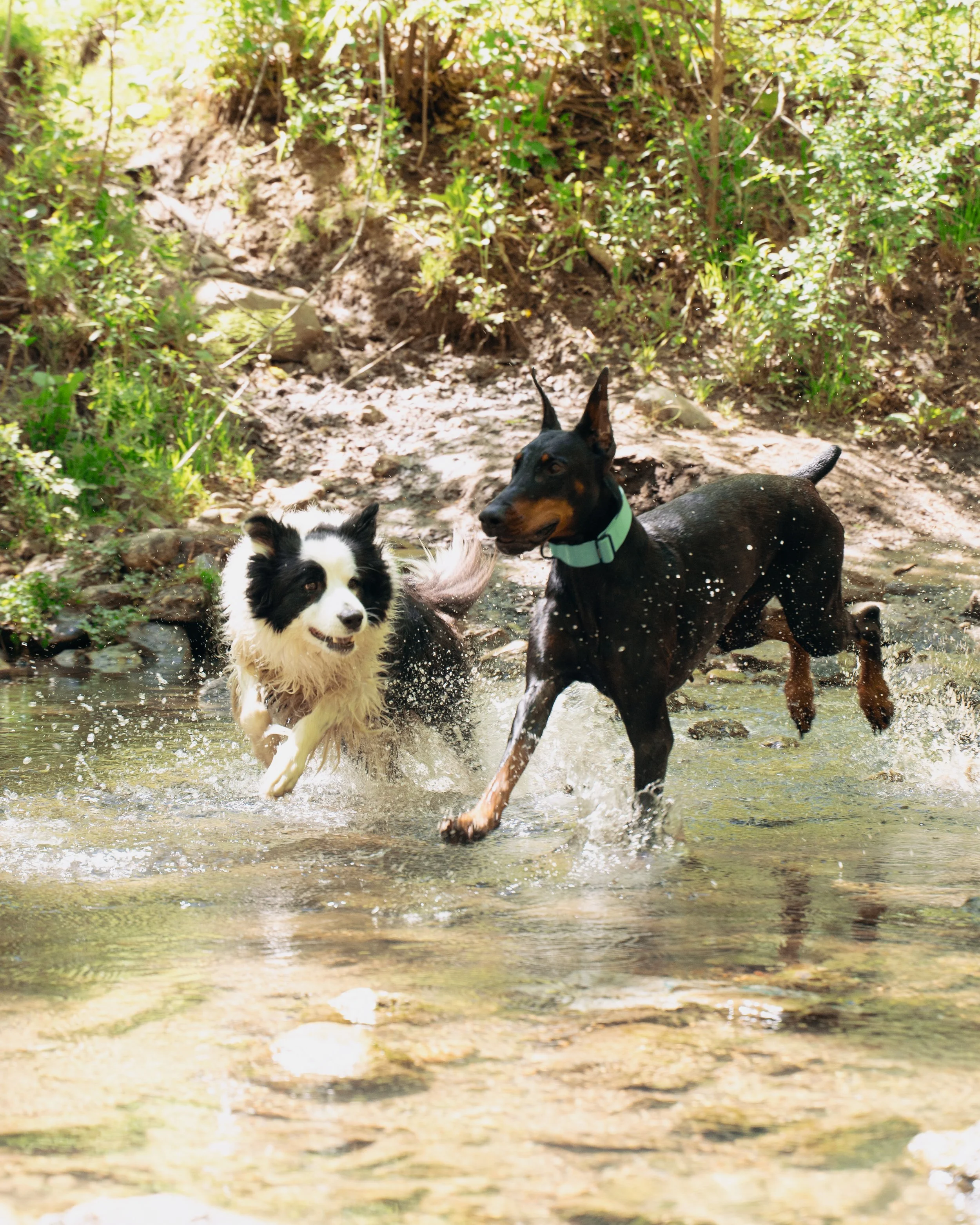 Two dogs playing in a shallow stream surrounded by green foliage.