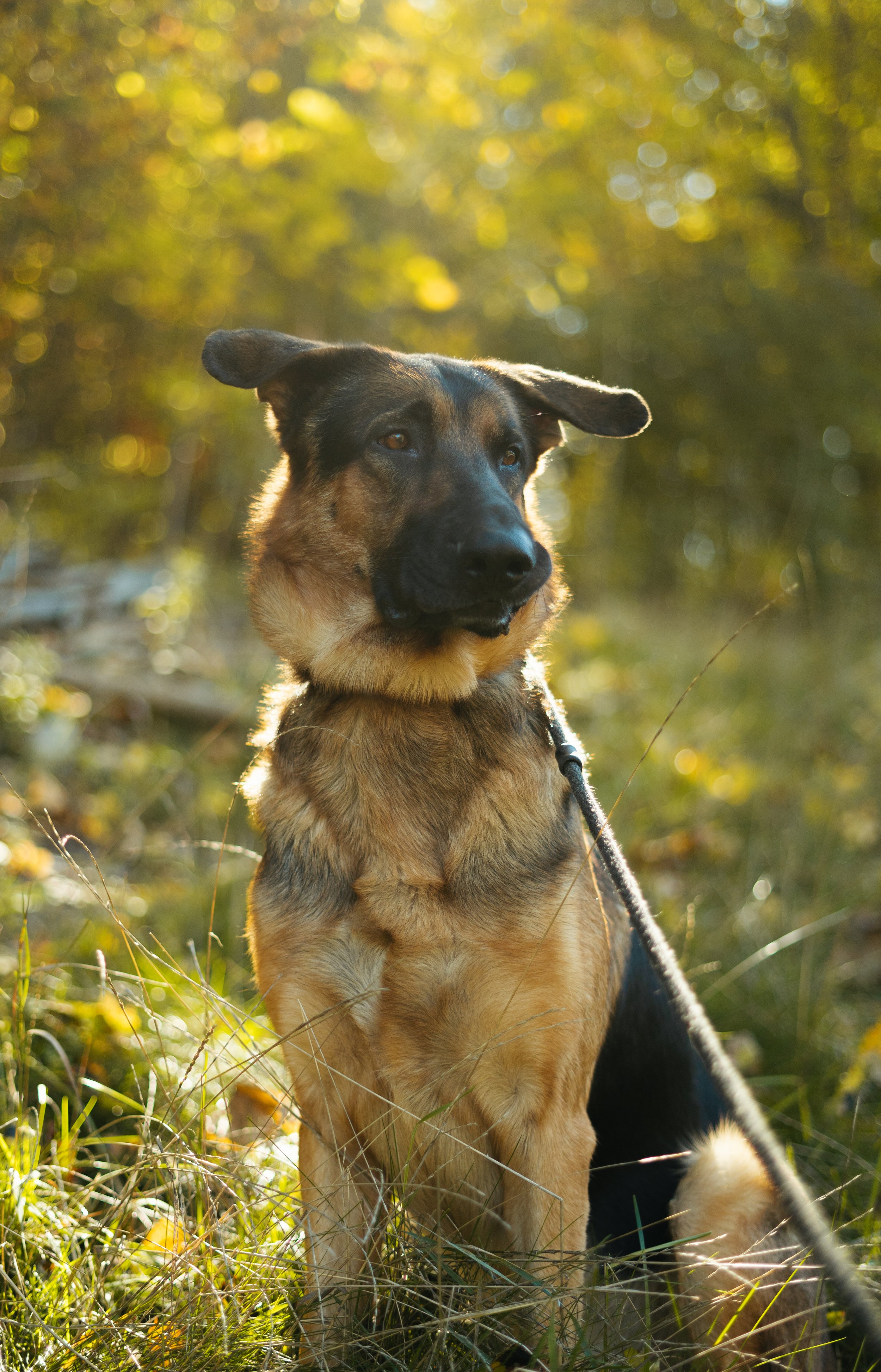 A German Shepherd dog sitting in a grassy field during autumn, with sunlight filtering through trees in the background.