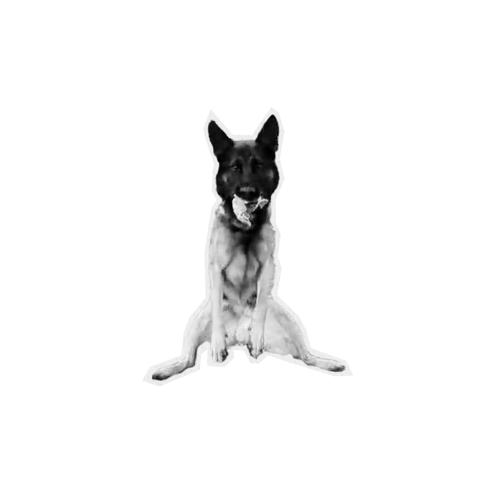 Black and white image of a German Shepherd dog sitting with a black background.
