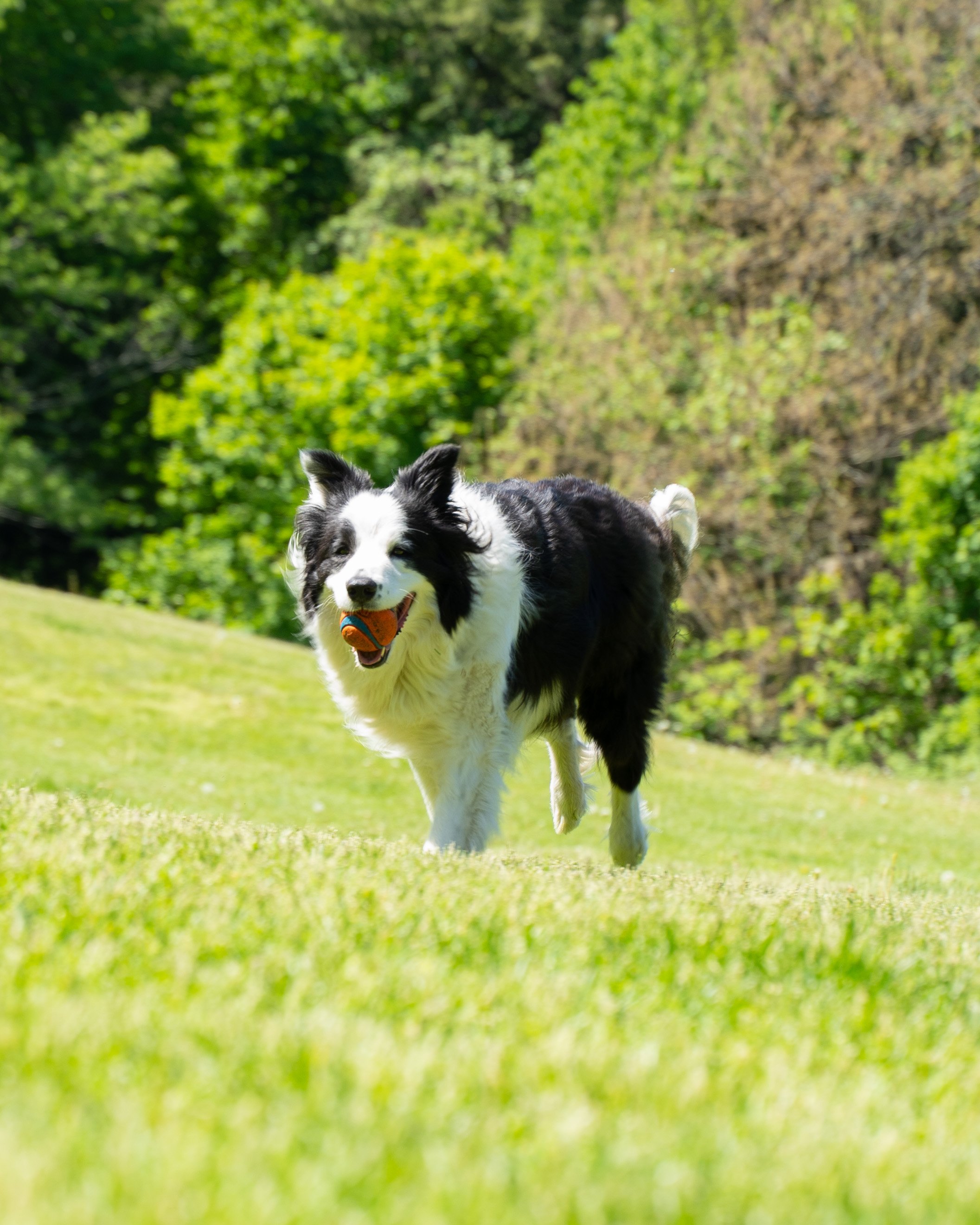 A black and white Border Collie dog running outdoors with a ball in its mouth, on a lush green lawn with trees in the background.