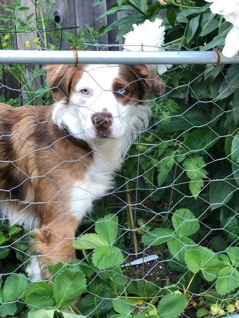 Australian Shepherd dog with eyes partially closed, behind chicken wire fence, surrounded by green plants and white flowers.