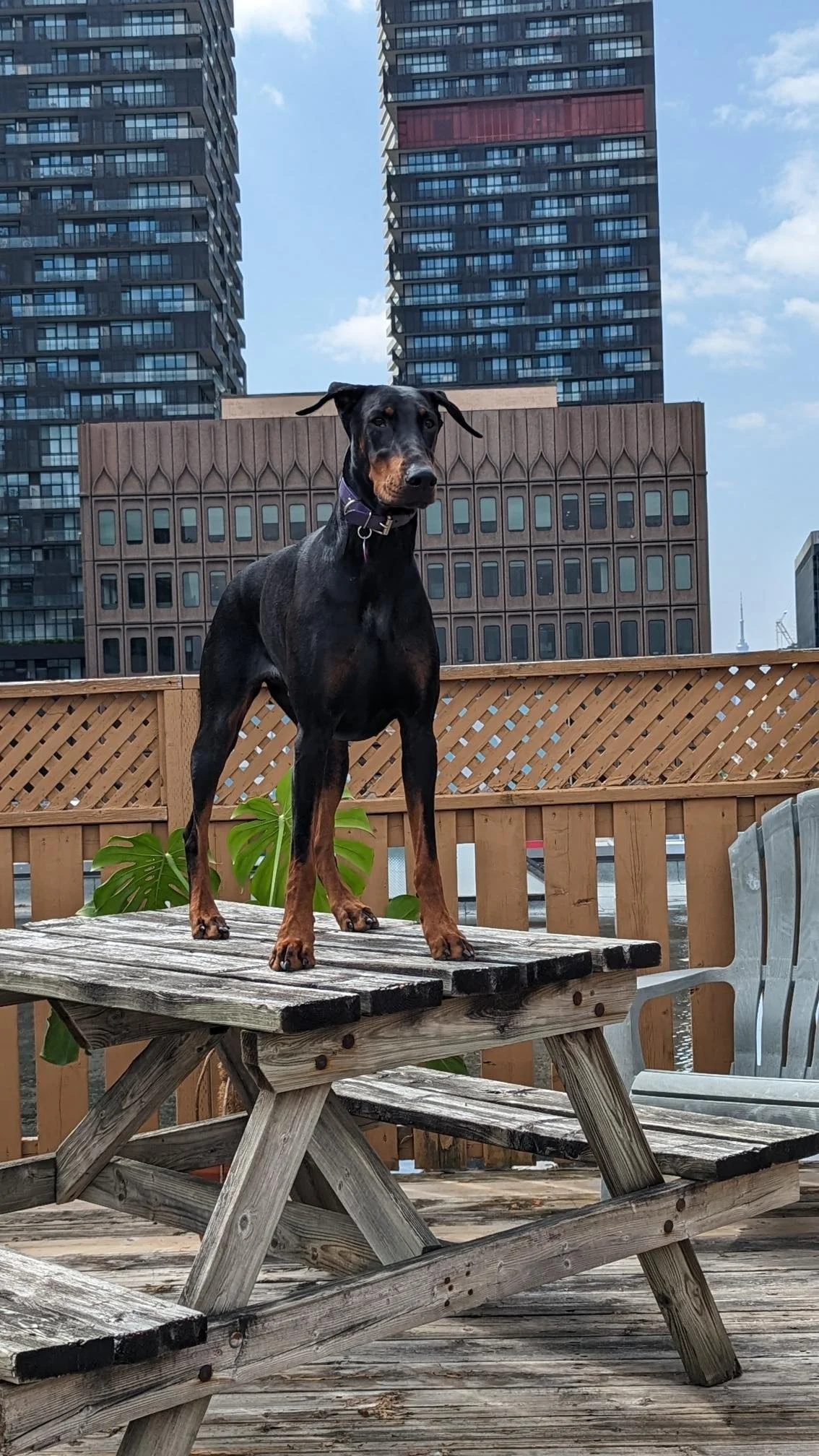 Beautiful Doberman standing on picnic table