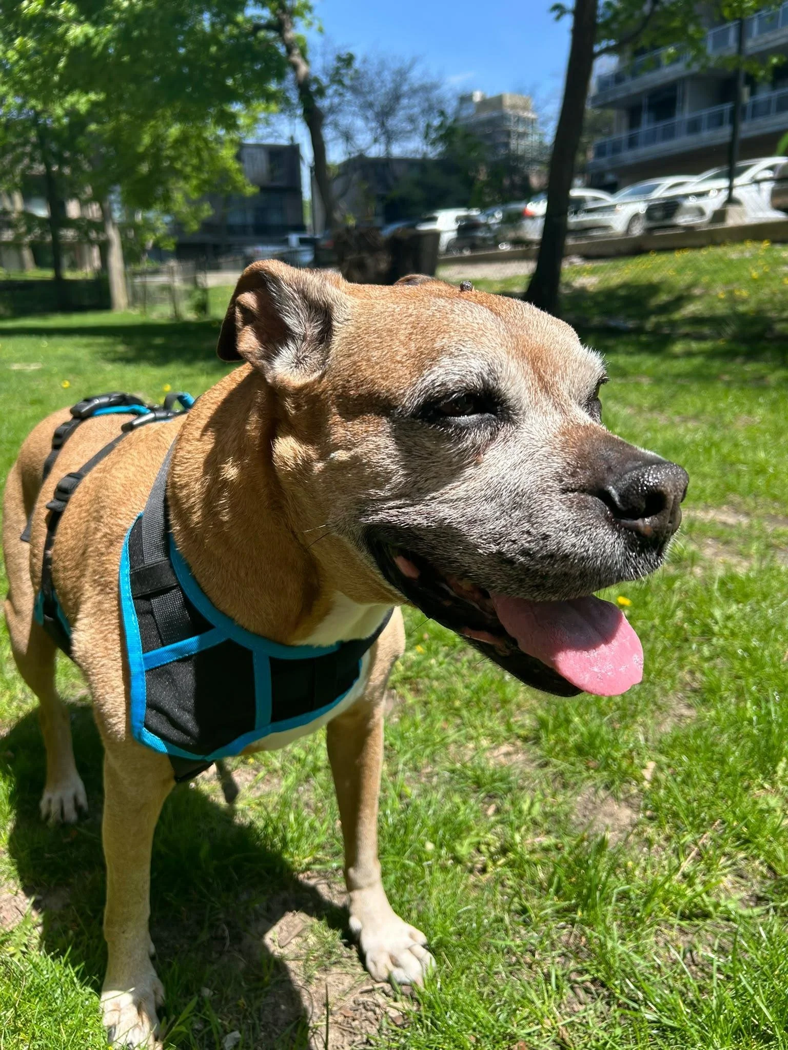 Close-up of a tan and white dog with a black harness, panting with its tongue out, standing on grass in a park with trees, buildings, and parked cars in the background on a sunny day.