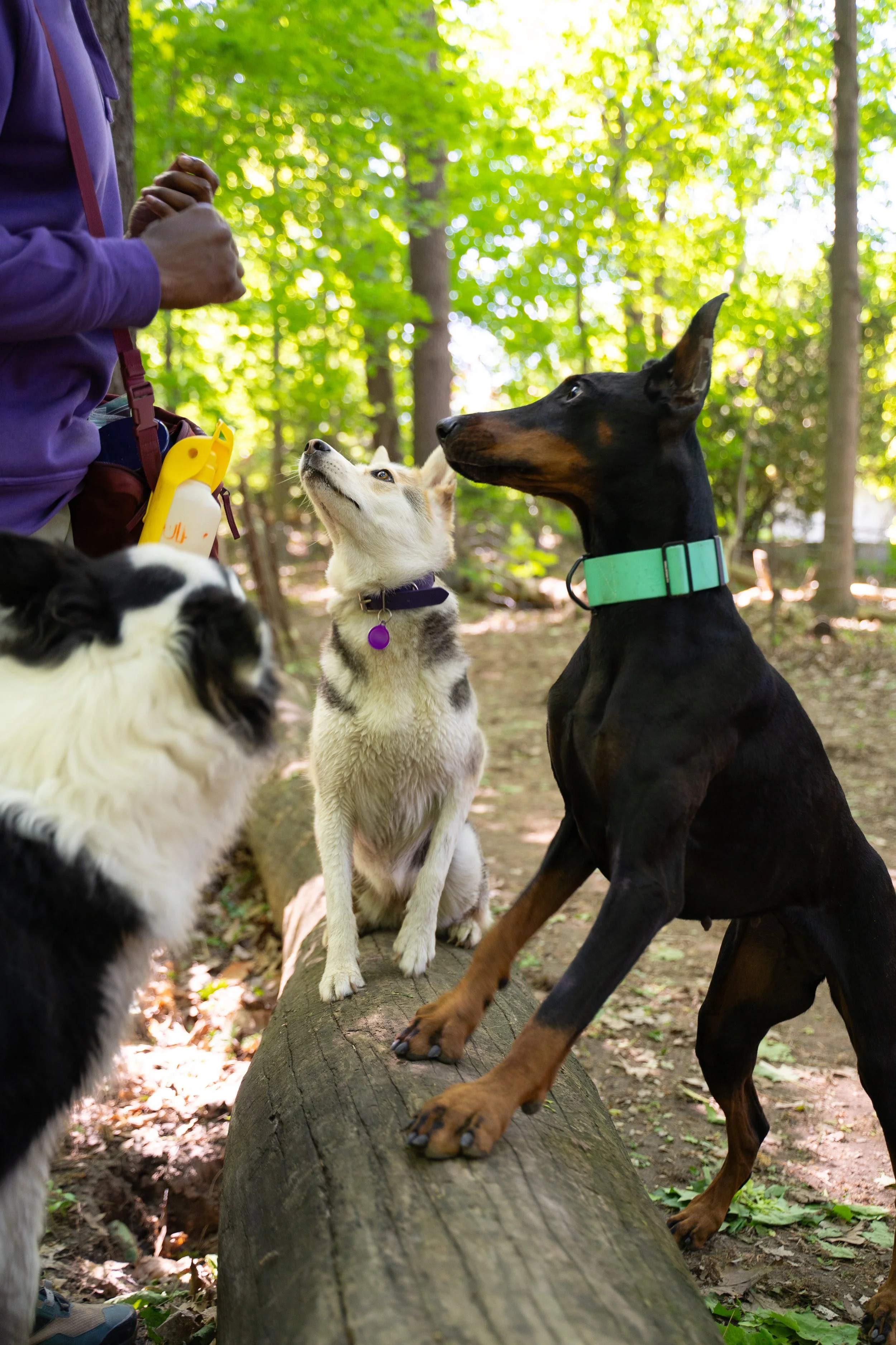 Person in purple jacket with backpacks standing on fallen tree trunk in wooded area, surrounded by several dogs including a black and tan Doberman, a Siberian Husky, and a black and white Australian Shepherd.