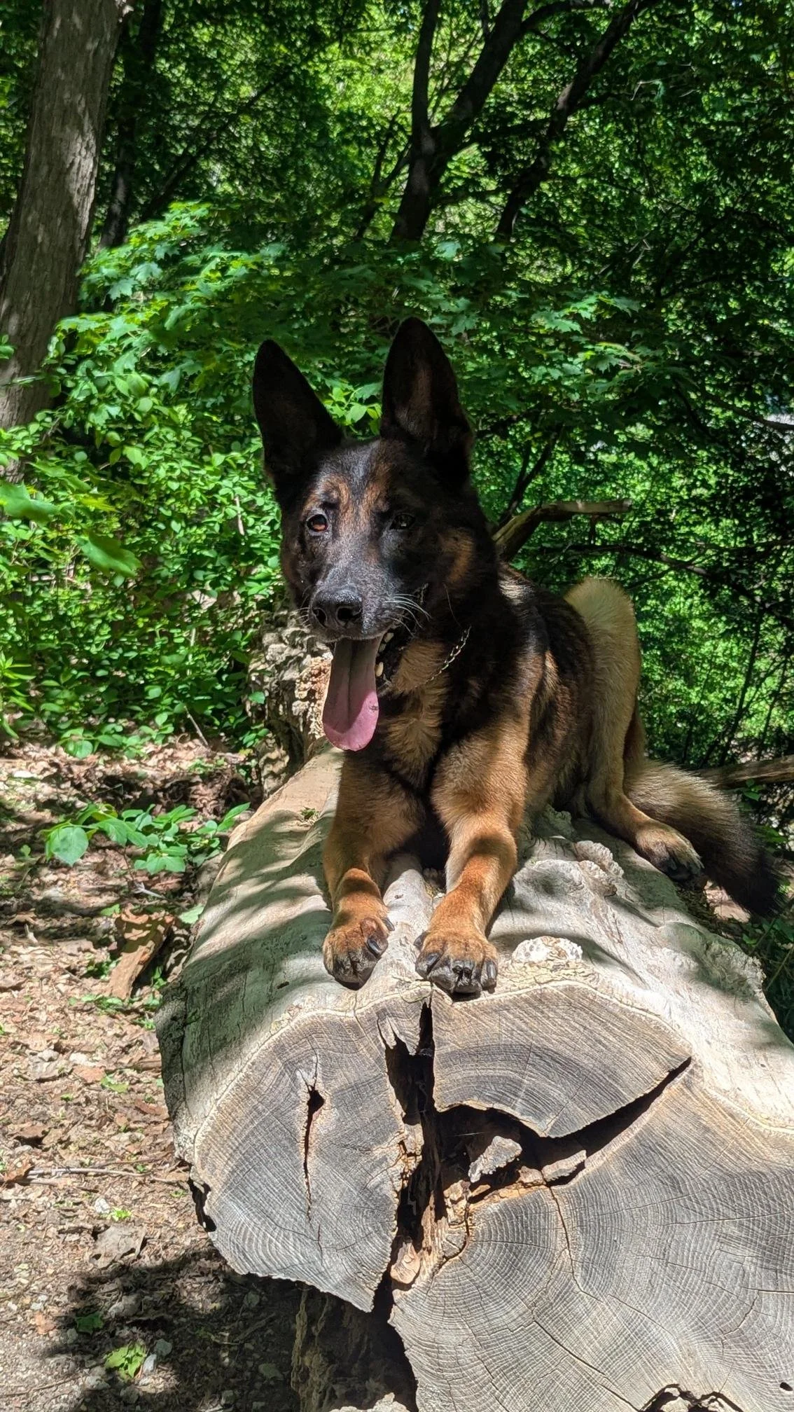 A dog with black and brown fur lying on a fallen log in a lush green forest, yawning with its tongue out.