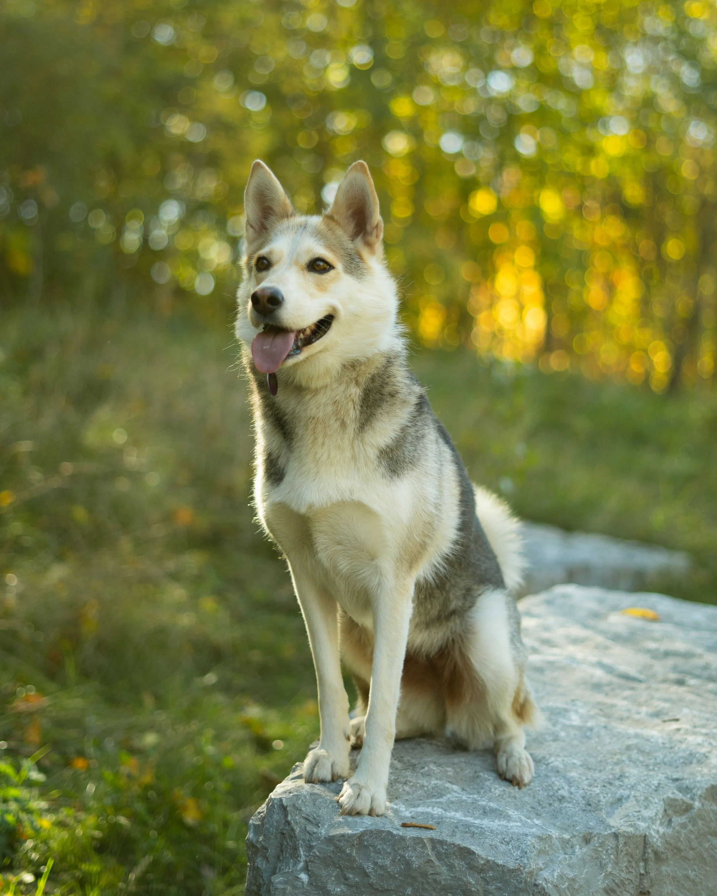 A happy Siberian Husky sitting on a rock in a forested area during daytime, with a blurred background of trees and light filtering through the leaves.