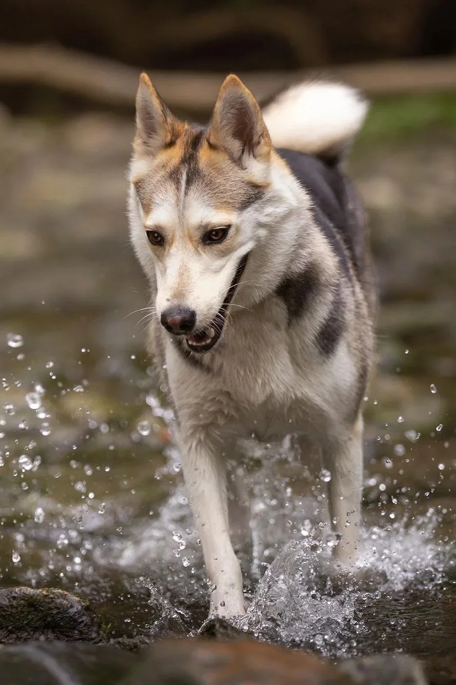 A Siberian Husky running through shallow water with splashes, outdoors.