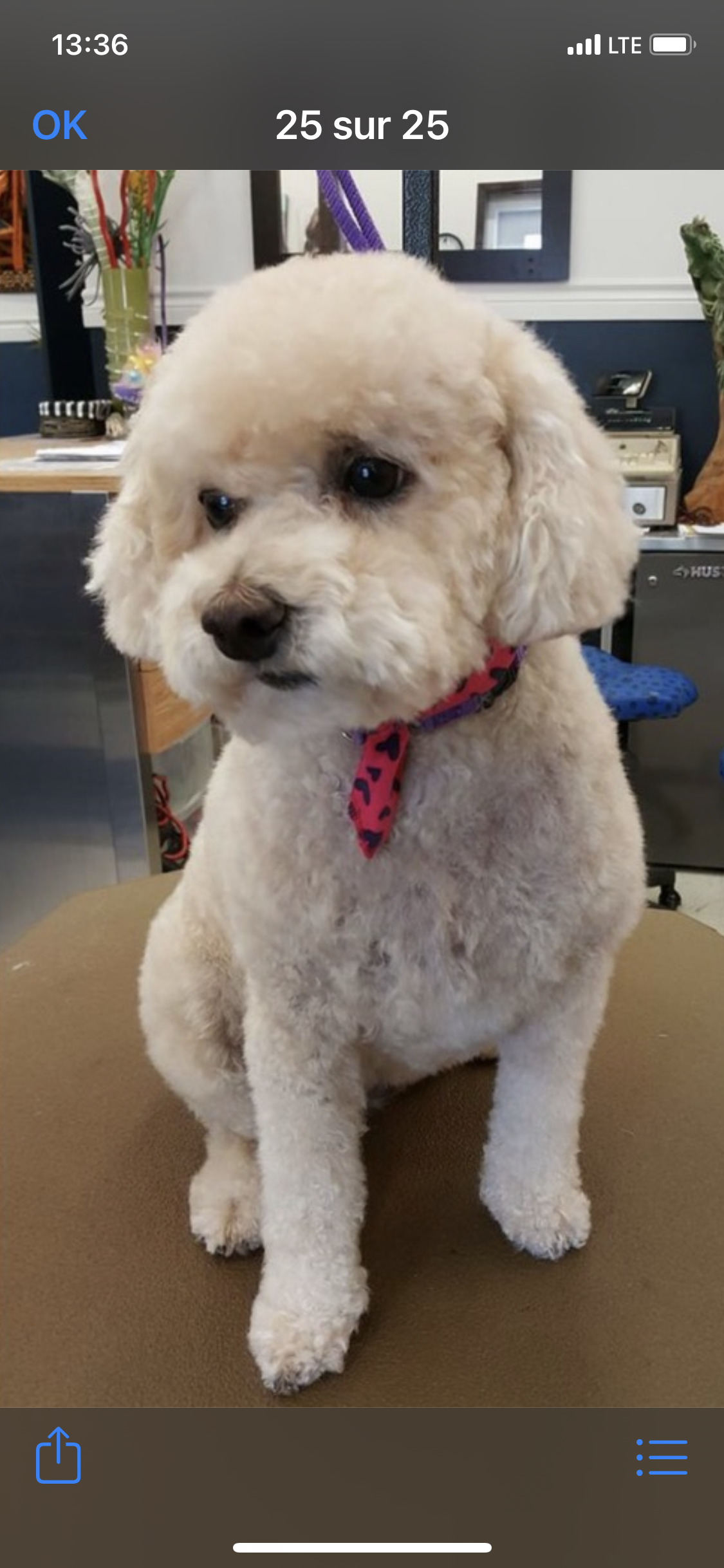 A cream-colored, curly-haired dog with a pink bandana around its neck, sitting on a brown surface indoors.