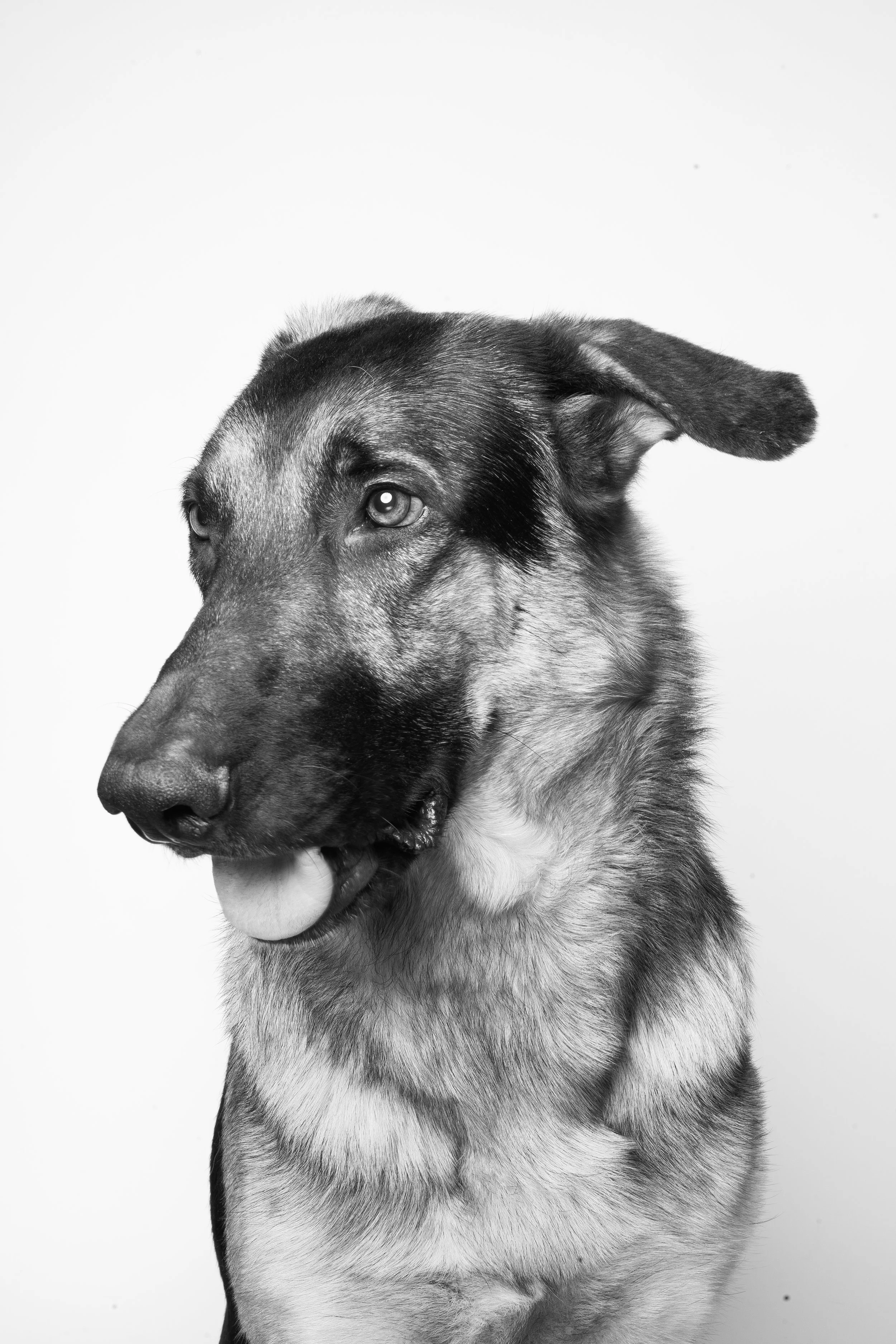 Black and white photo of a German Shepherd dog with its tongue out, looking to the side, against a plain background.
