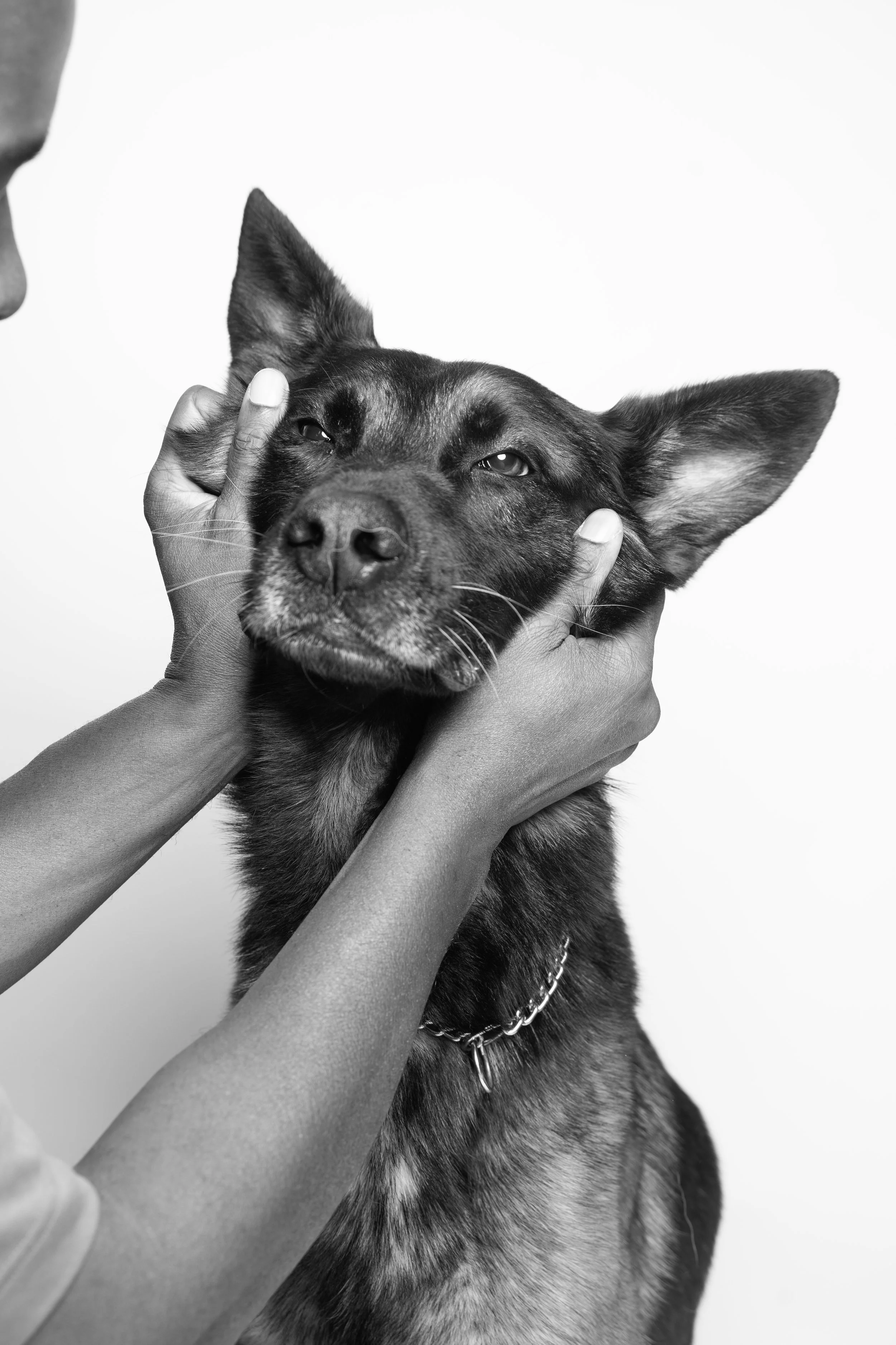 Black and white photo of a dog with a collar, held gently by multiple hands, with a person's face partially visible on the left side of the image.