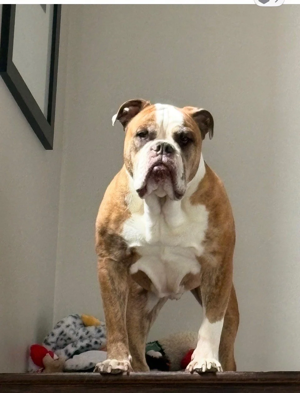 A large bulldog standing indoors on a wooden surface, with some stuffed toys on the floor behind it.