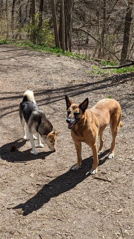 Two dogs standing on a dirt path in a wooded area, with one sniffing the ground and the other looking at the camera with its mouth open.