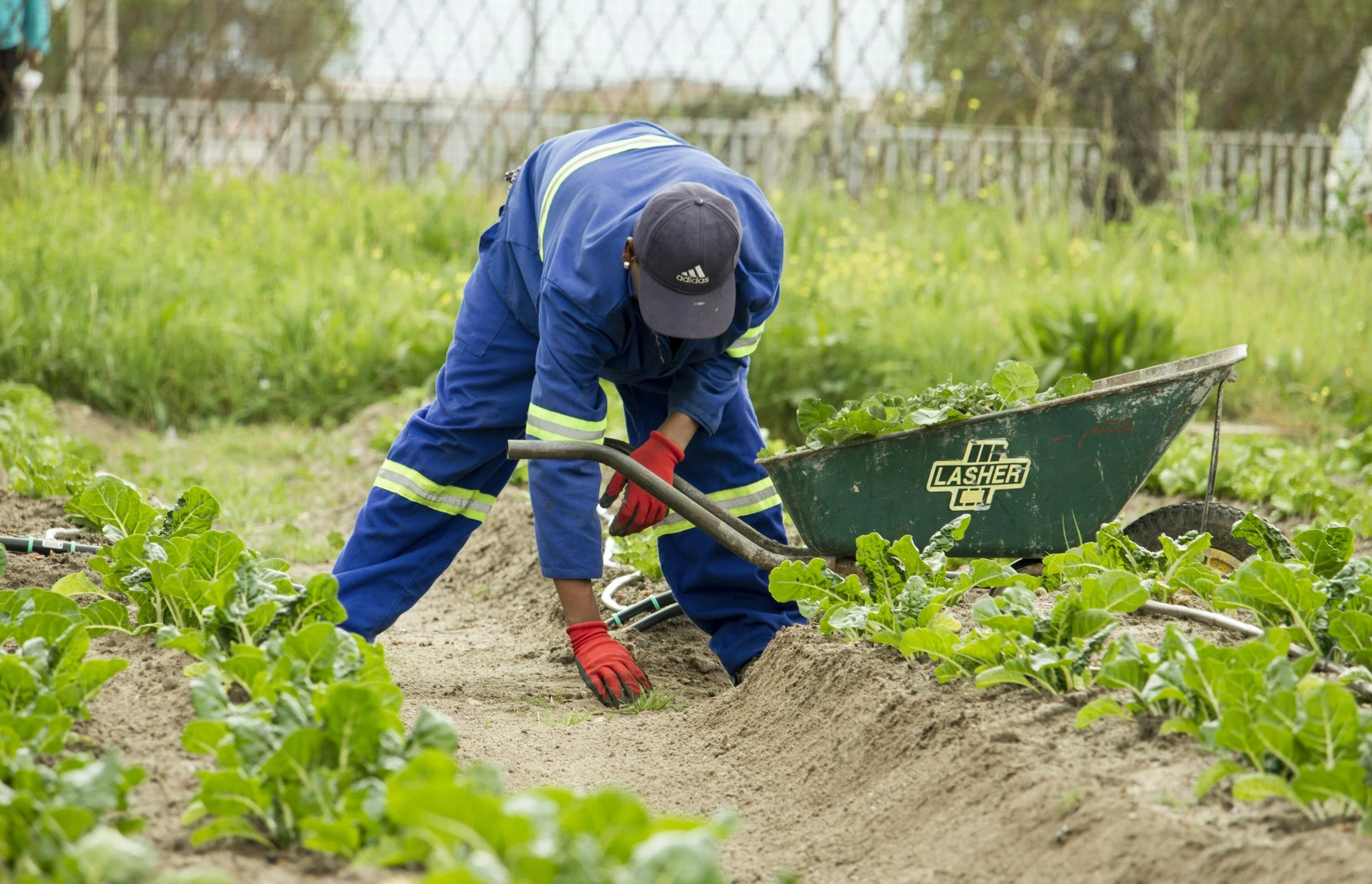 A person in blue overalls and red gloves is working in a vegetable garden, leaning over and using a tool. There is a green wheelbarrow nearby filled with plants, with a landscape of grass, trees, and a fence in the background.