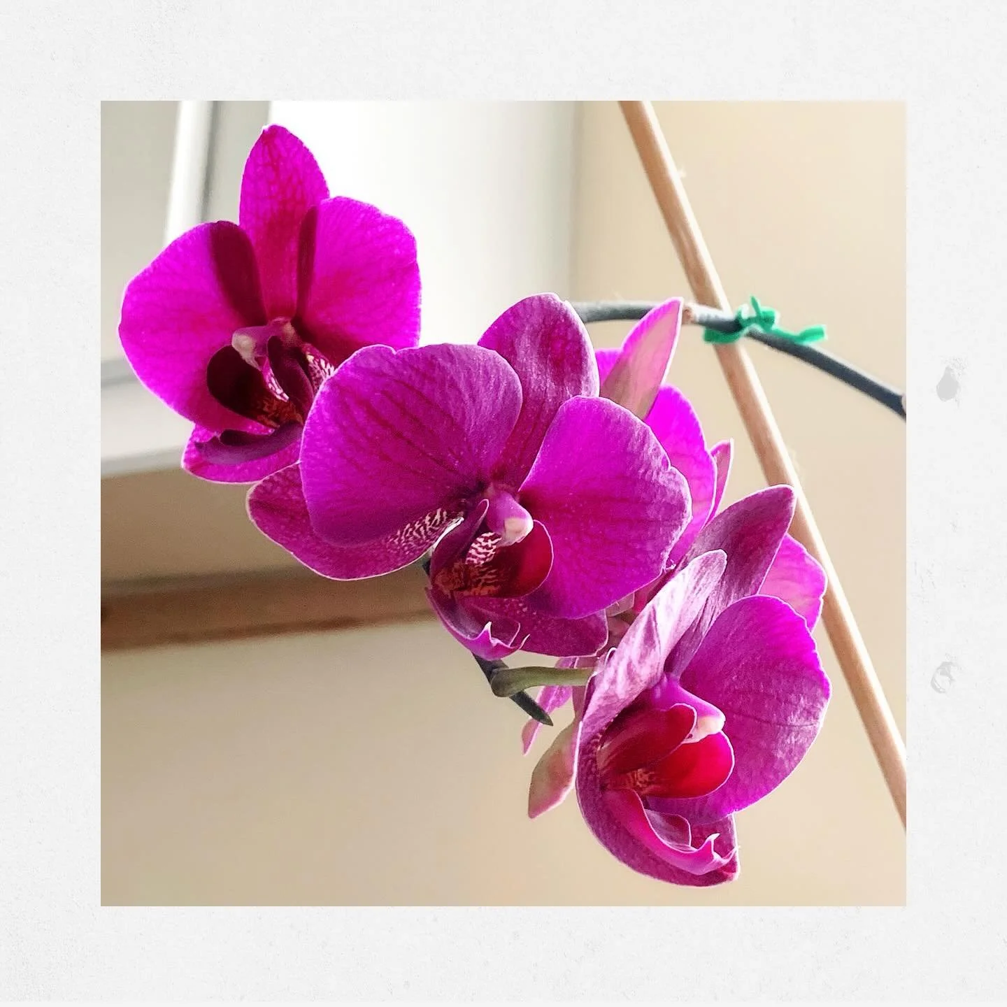 Crazy! A year later this dude is still popping blooms. Just a friendly reminder that if your orchid loses its stems and lives on for a few years as only leaves, do NOT throw it out! It will regrow and bloom when it&rsquo;s ready.