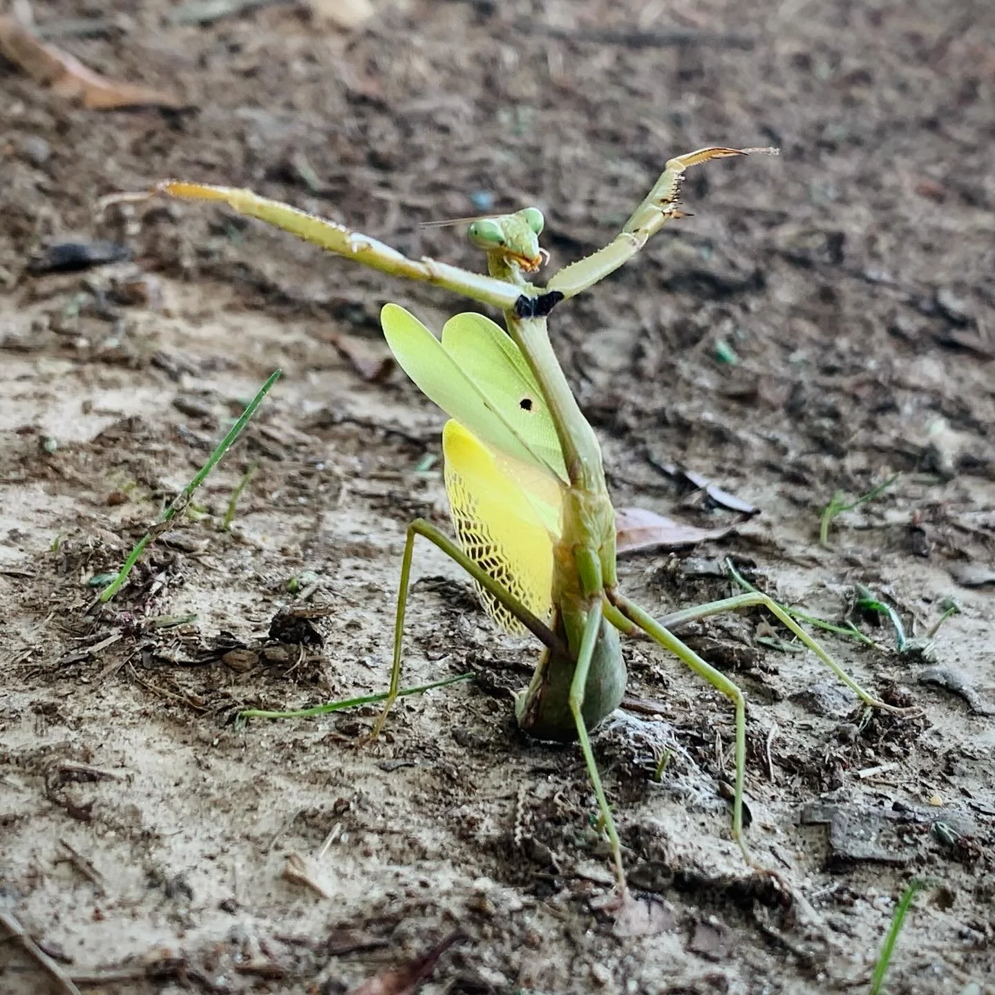 Happy 2026, ya&rsquo;ll! I know I haven&rsquo;t posted here since last August&hellip; I would say I&rsquo;ll do better, but who knows? I actually meant to post this critter last fall - I&rsquo;ve never seen a mantis do this before. Maybe she was defe