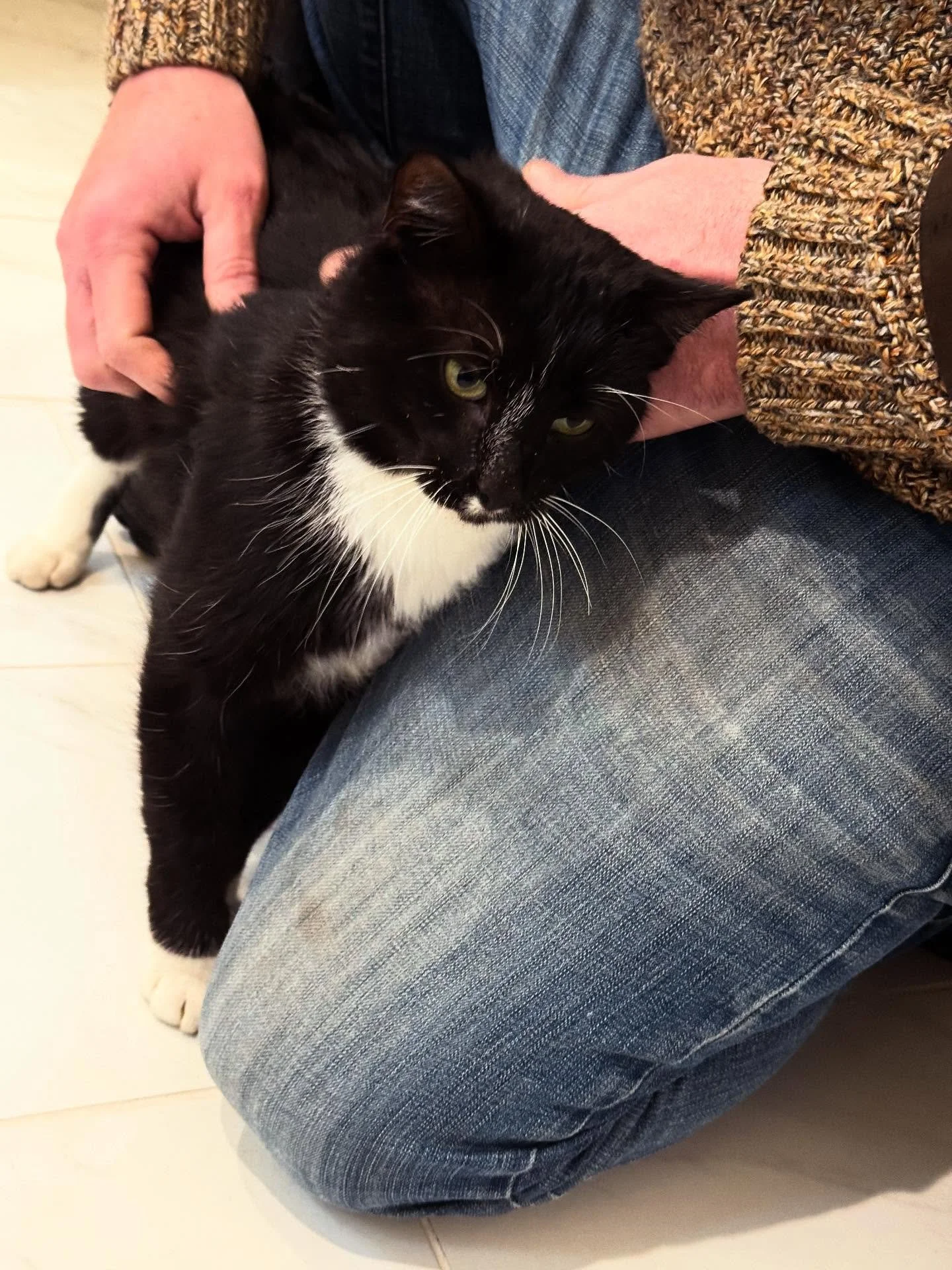 I still have a series of art posts already written out, but everything this month has just been a lot. 

Three things: I&rsquo;ll bookend the bad with two good ones&hellip; The ice storm brought us a cat. His name is Sisko, and he&rsquo;s awesome - h