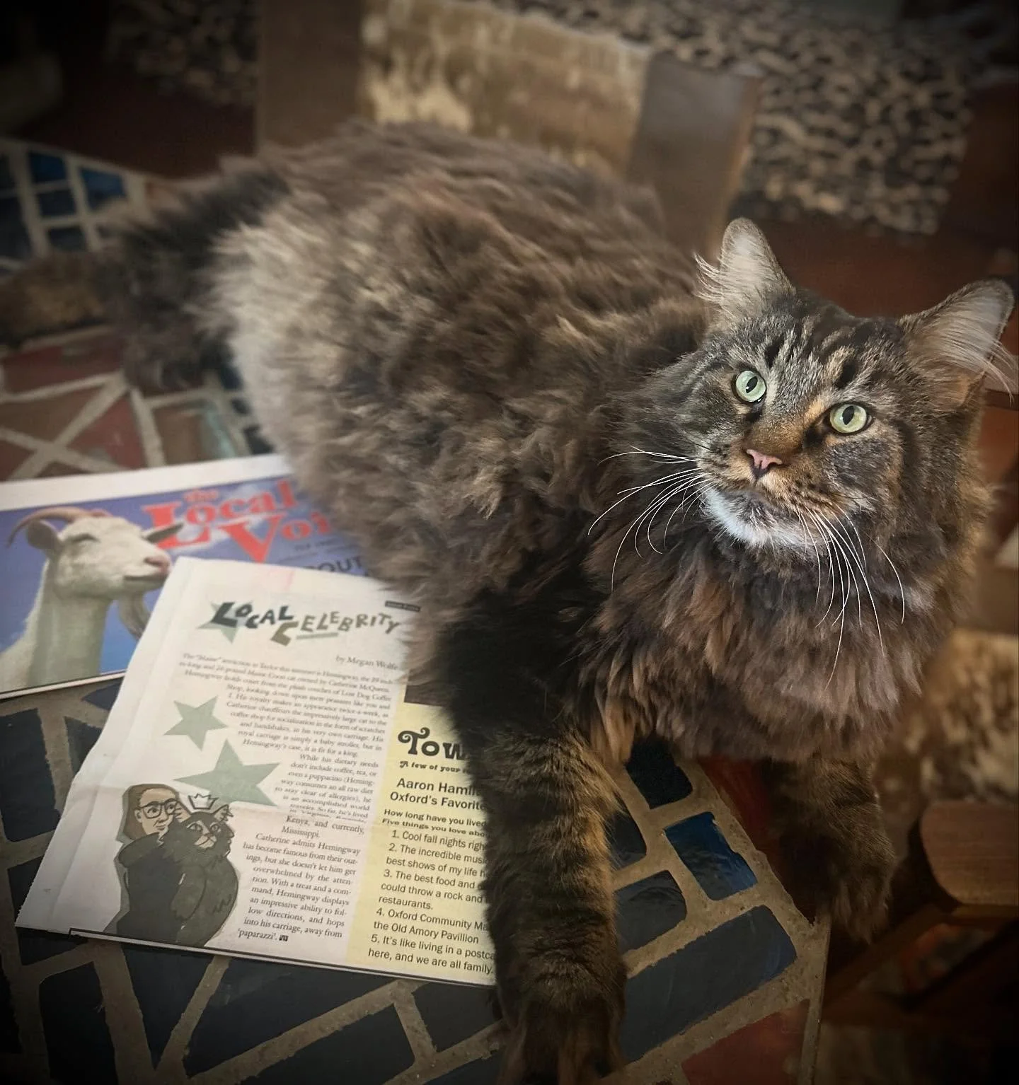 If you&rsquo;ve been to @lostdogcoffee on a weekend morning, you may have already met Hemingway - Taylor, MS&rsquo;s cat celebrity! He&rsquo;s famous for both his chill and his immense scale. My illustration and short article about &ldquo;His Majesty