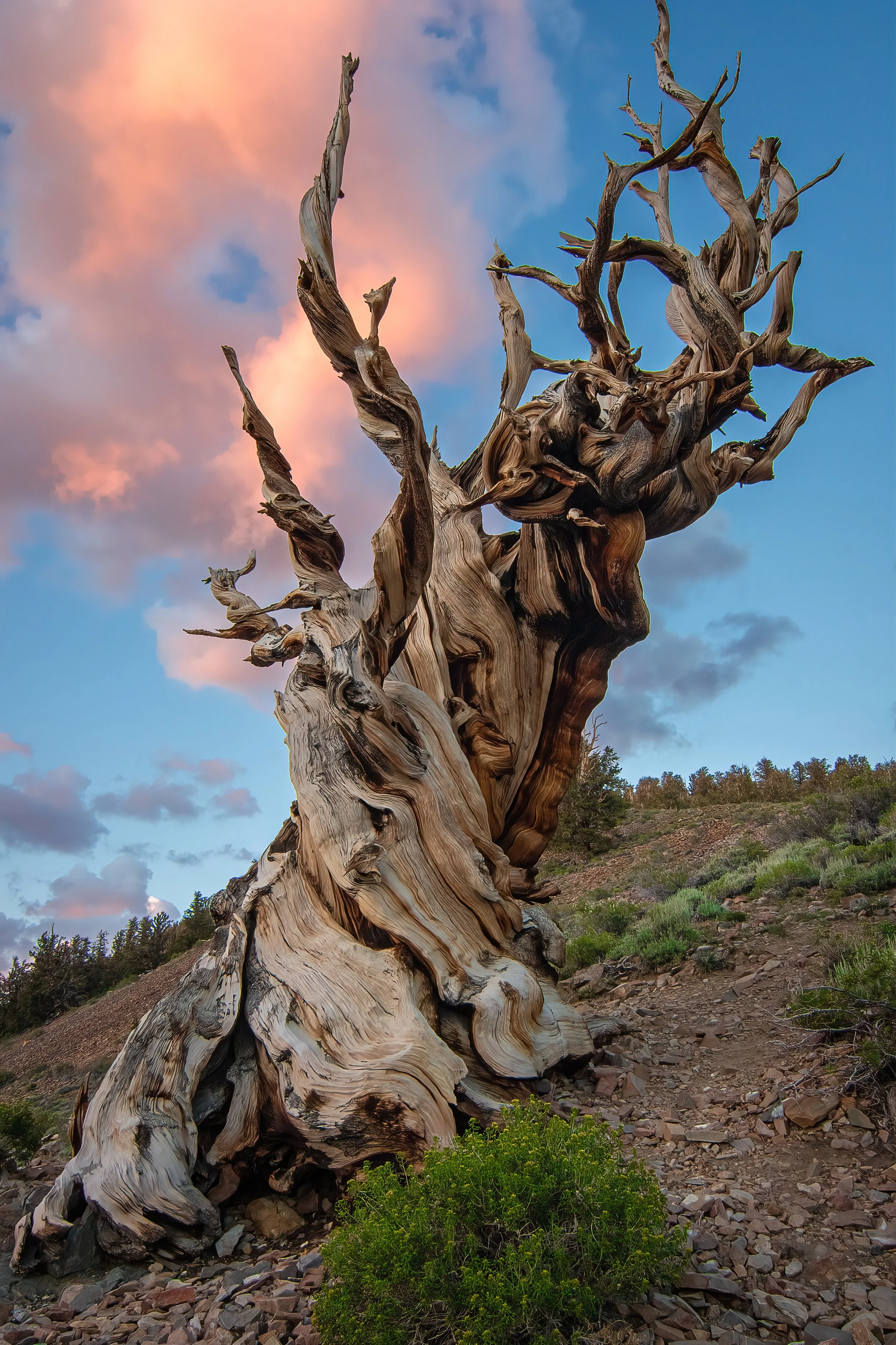 A gnarled, weathered, and twisted dead tree trunk on a hillside with a sunset sky featuring pink and blue clouds.