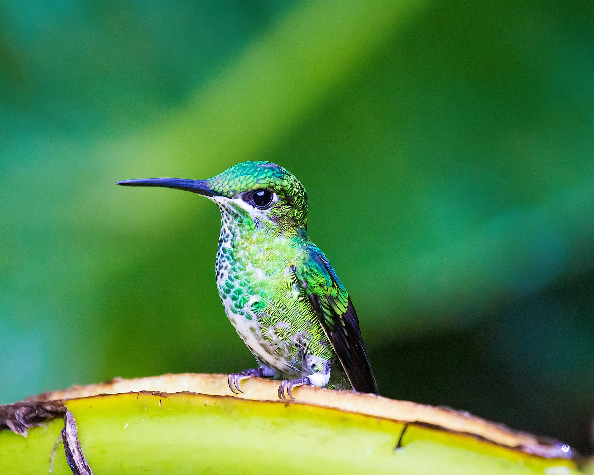 Close-up of a colorful hummingbird perched on a branch with a blurred green background.