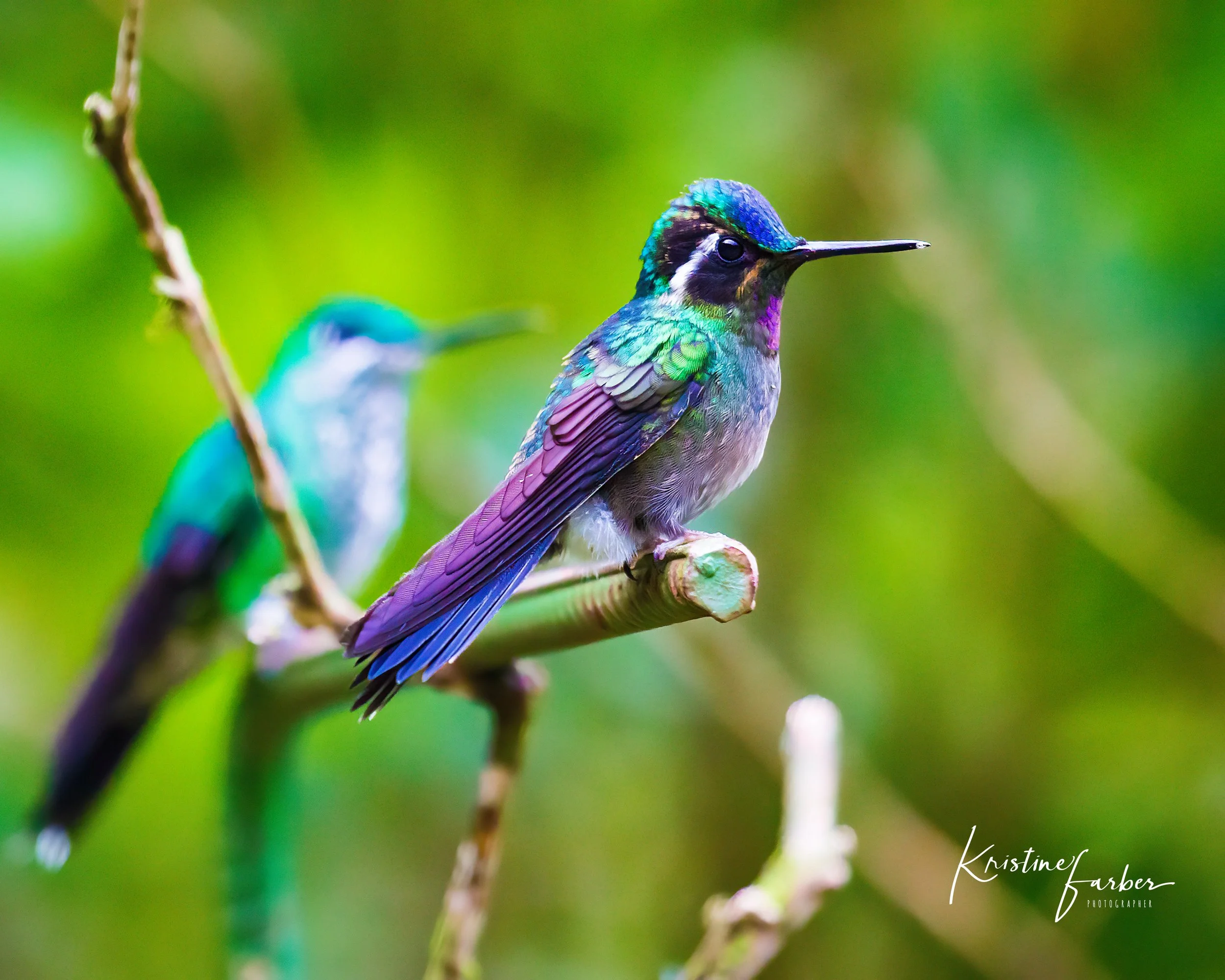 Earths Own print files-16.jpg