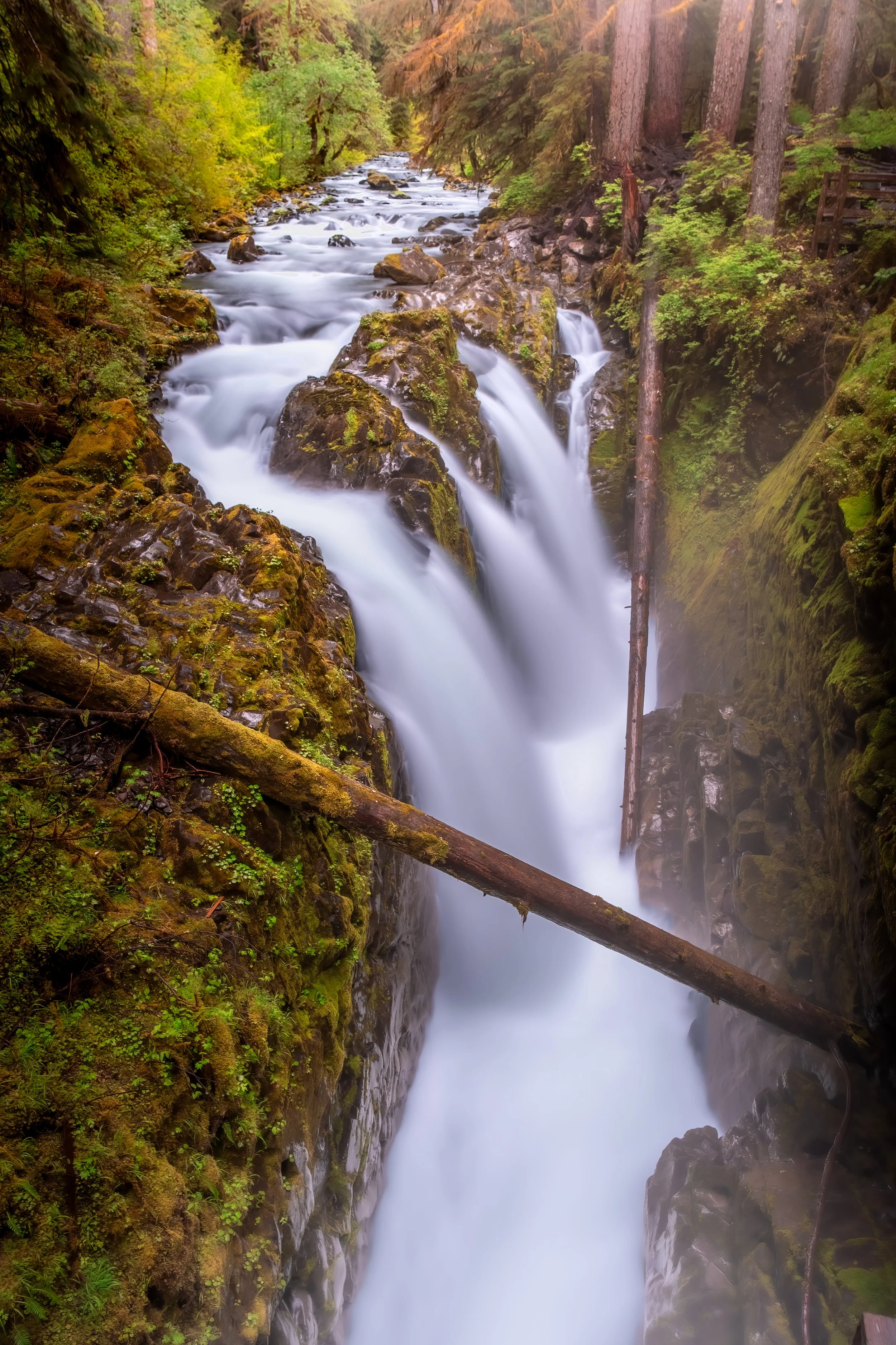 A waterfall flowing through a moss-covered rocky creek in a lush forest with tall trees and green foliage.