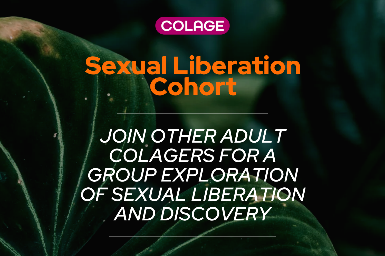 Sexual Liberation Cohort